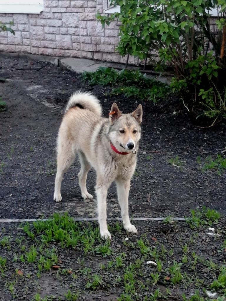 The mouse is waiting for someone who will love her and never betray her. - My, Helping animals, In good hands, Animal Rescue, Homeless animals, Animal shelter, Lost, Longpost, Dog, No rating