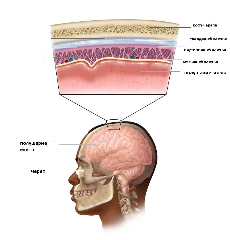 Anatomy in 1 minute. - My, Brain, The science, The medicine, Self-development, Nauchpop, Anatomy, Membranes of the brain