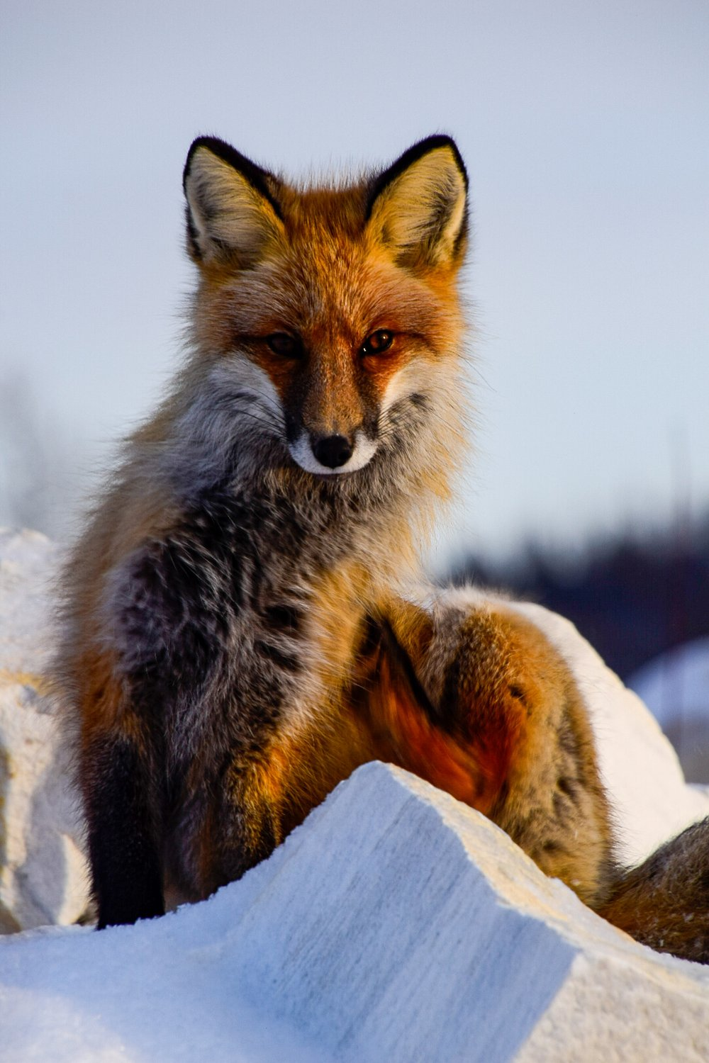 marble quarry owner - Fox, Marble quarry, Buguldeyka, Baikal, Eastern, Siberia, Wild animals, The photo, Irkutsk region, Olkhon district