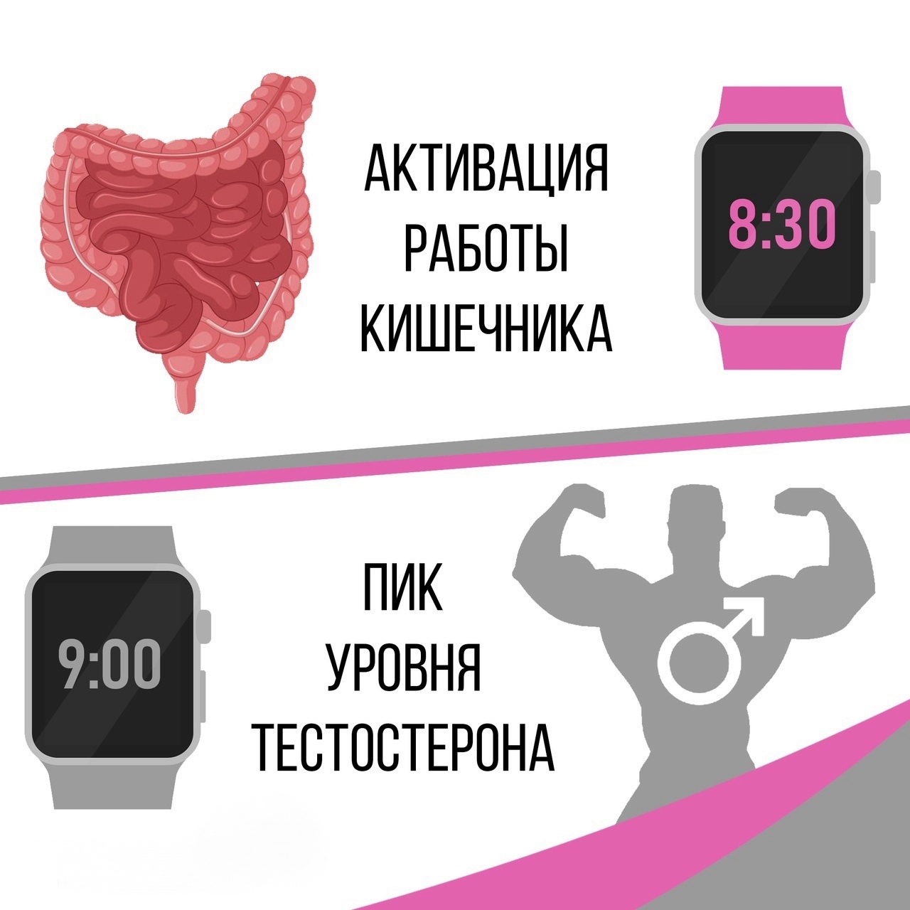 Циркадные ритмы - биологические часы твоего организма | Пикабу