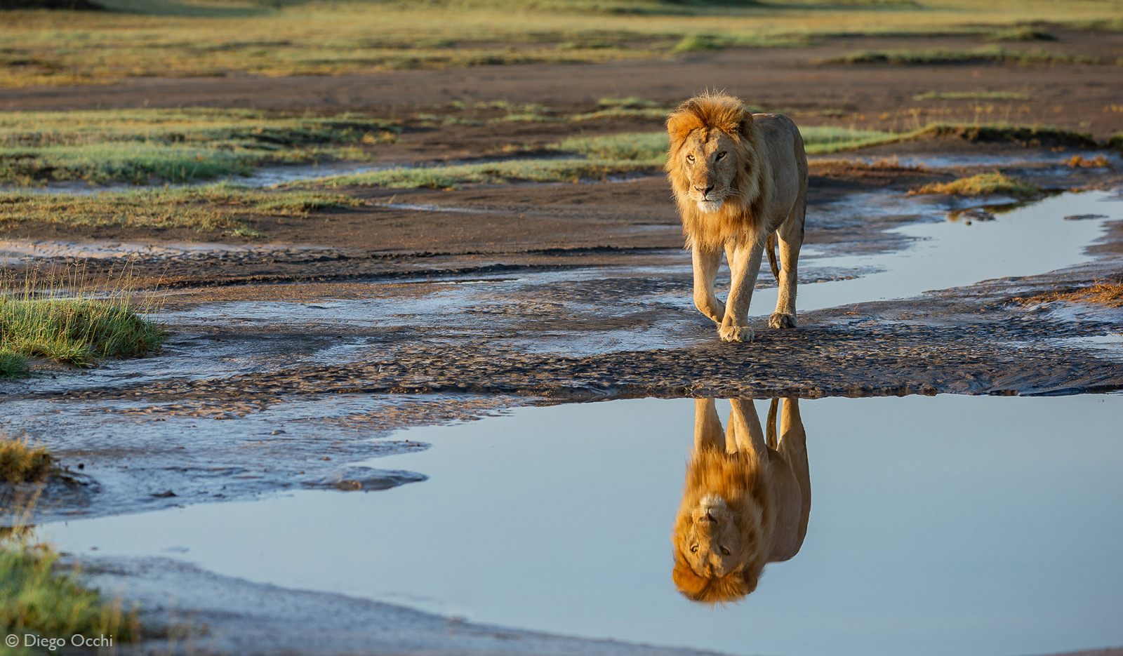 Morning running - a lion, Rare view, Big cats, Cat family, Predatory animals, Mammals, Animals, Wild animals, wildlife, Nature, Reserves and sanctuaries, Africa, The photo, Puddle, Reflection