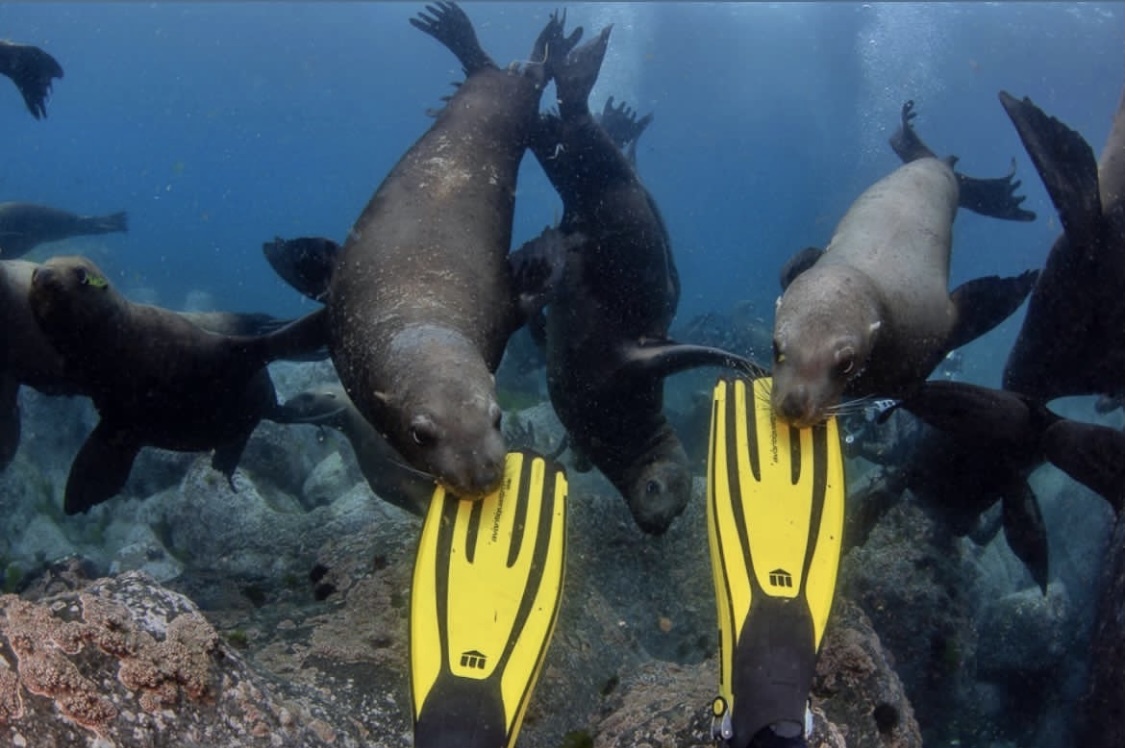 Russia, Moneron Island and that's it! - Sakhalin, Дальний Восток, Marine life, Sea lions, Moneron, Diving, Jellyfish, Longpost