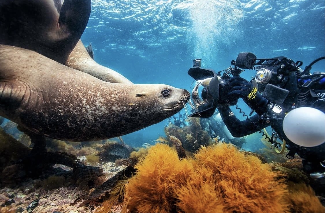 Russia, Moneron Island and that's it! - Sakhalin, Дальний Восток, Marine life, Sea lions, Moneron, Diving, Jellyfish, Longpost