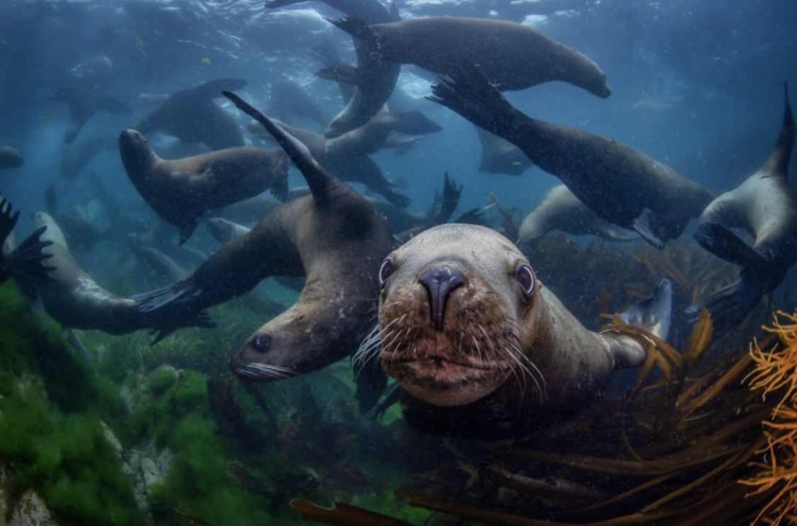 Russia, Moneron Island and that's it! - Sakhalin, Дальний Восток, Marine life, Sea lions, Moneron, Diving, Jellyfish, Longpost