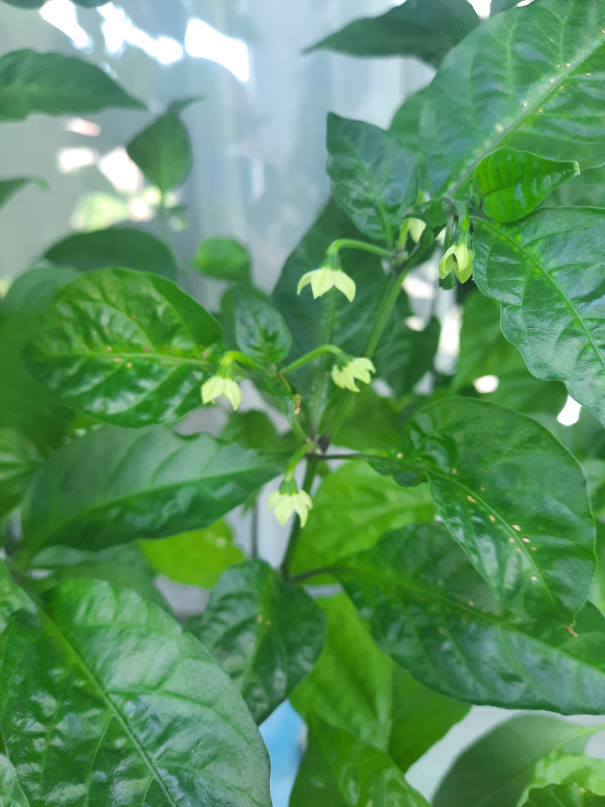 What are the spots? - My, Hot peppers, Disease, Growing, Longpost