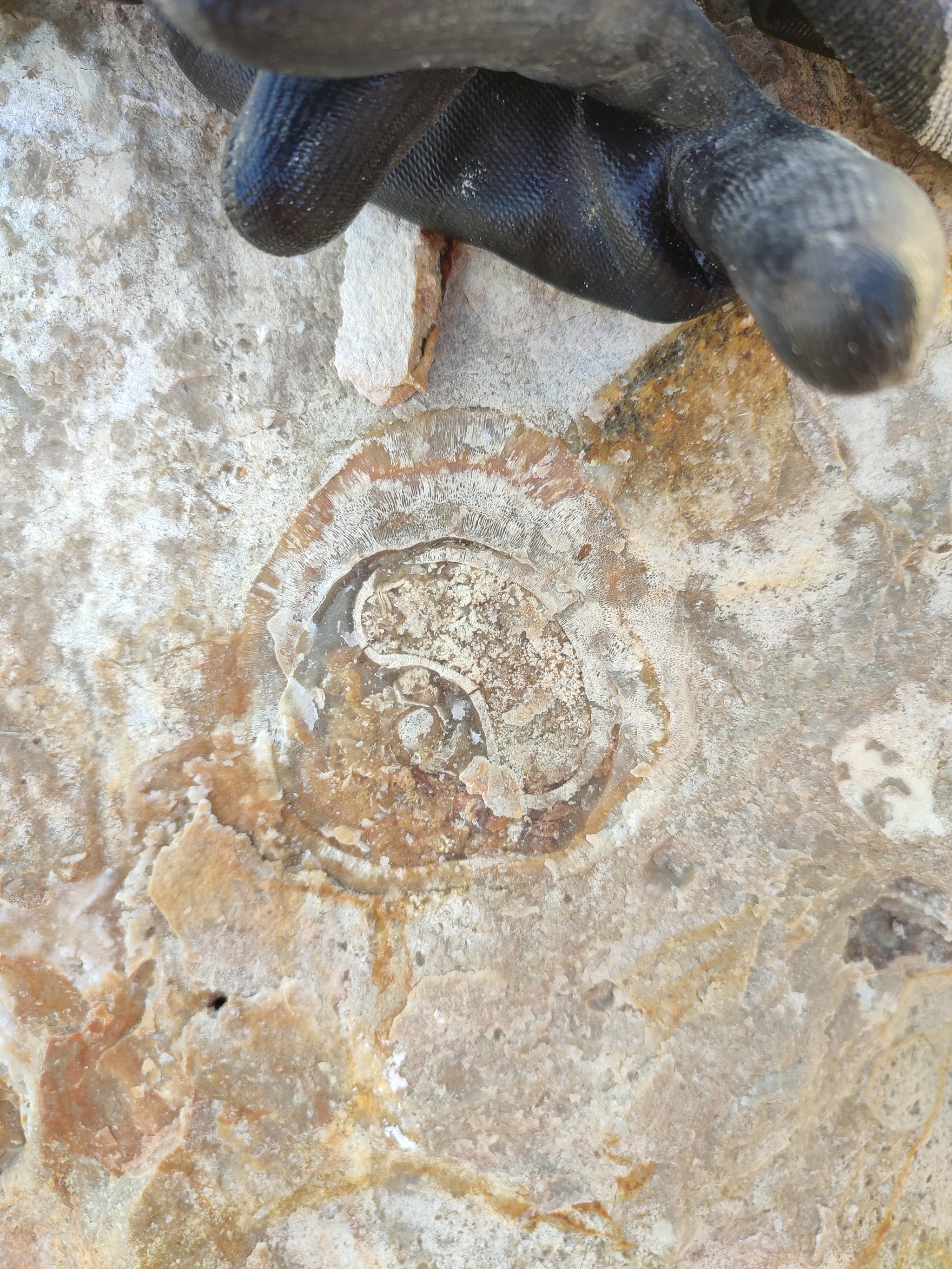 Stone places of the Tver region. Part 2/2. Stone flowers Staritsa - My, The photo, A rock, Minerals, Tula region, Quartz, Chalcedony, Longpost