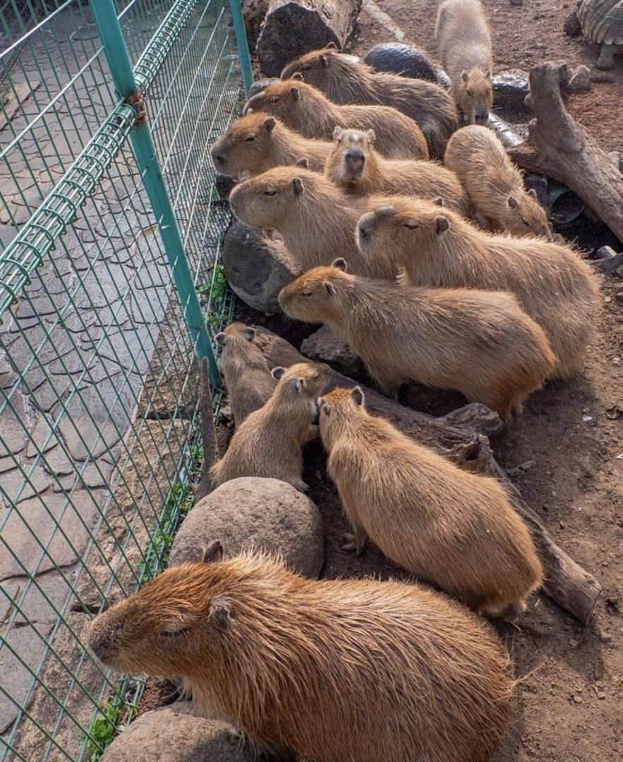 They bring food! - Capybara, Crowd, Rodents, Animals