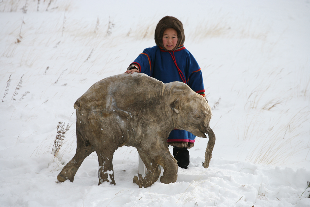 first five - Baby mammoth, Mammoth, Archeology, Archaeological finds, Russia, Yamal, Magadan Region, Yakutia, The photo, Longpost