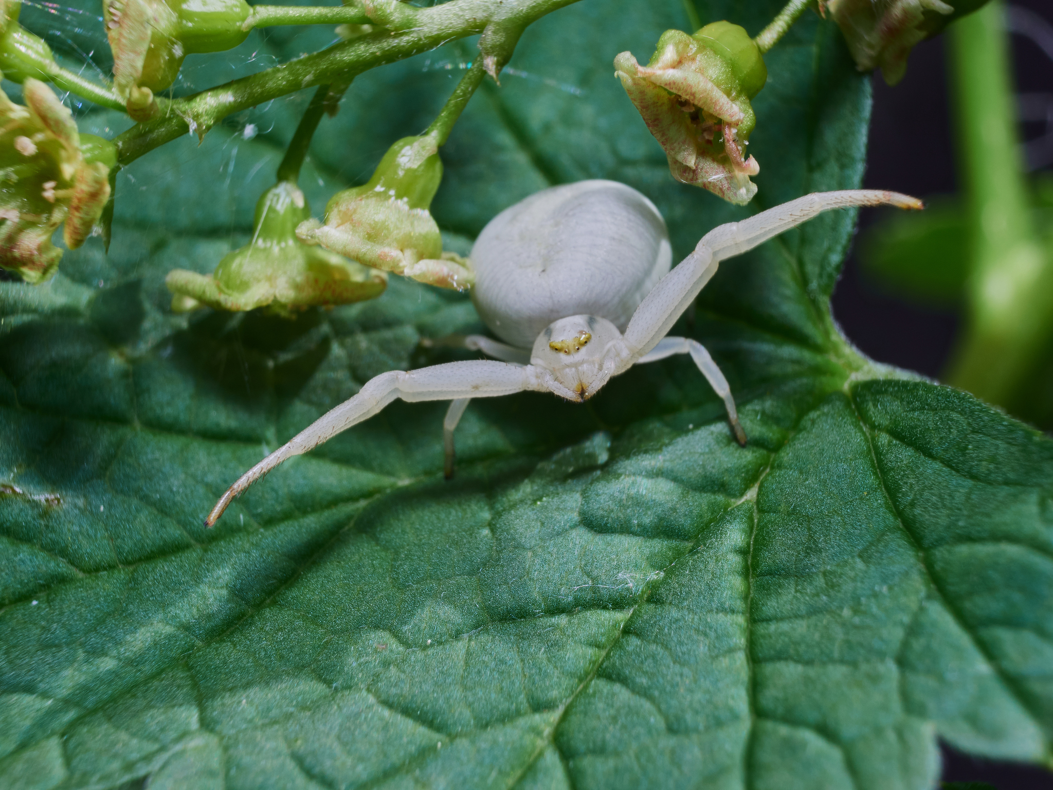 cute white spider - My, Olympus, Sigma, Russia, Macro photography, Spider, Insects, Longpost