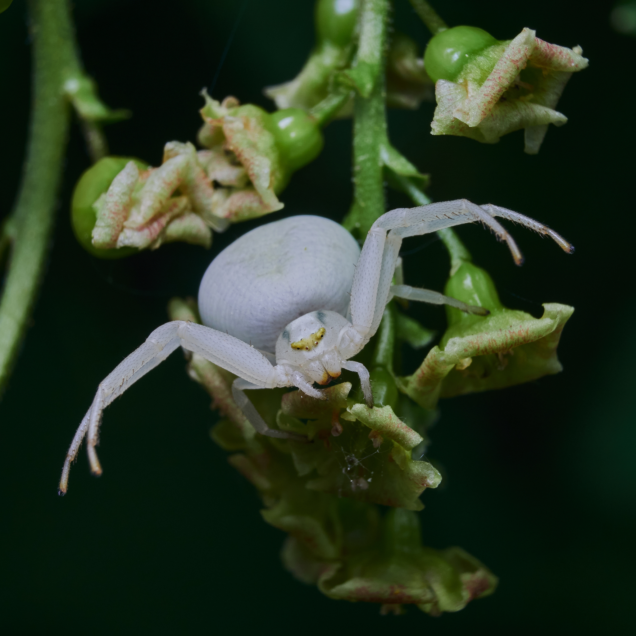 cute white spider - My, Olympus, Sigma, Russia, Macro photography, Spider, Insects, Longpost