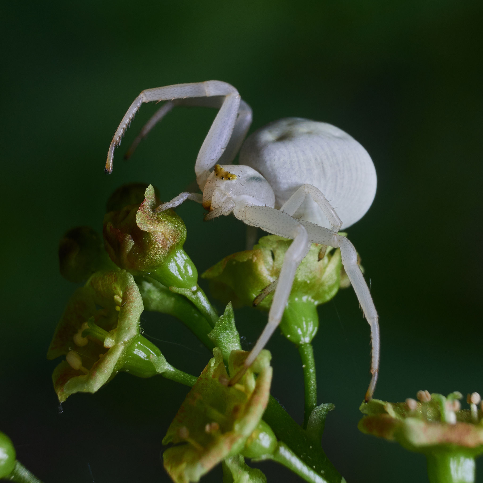 cute white spider - My, Olympus, Sigma, Russia, Macro photography, Spider, Insects, Longpost