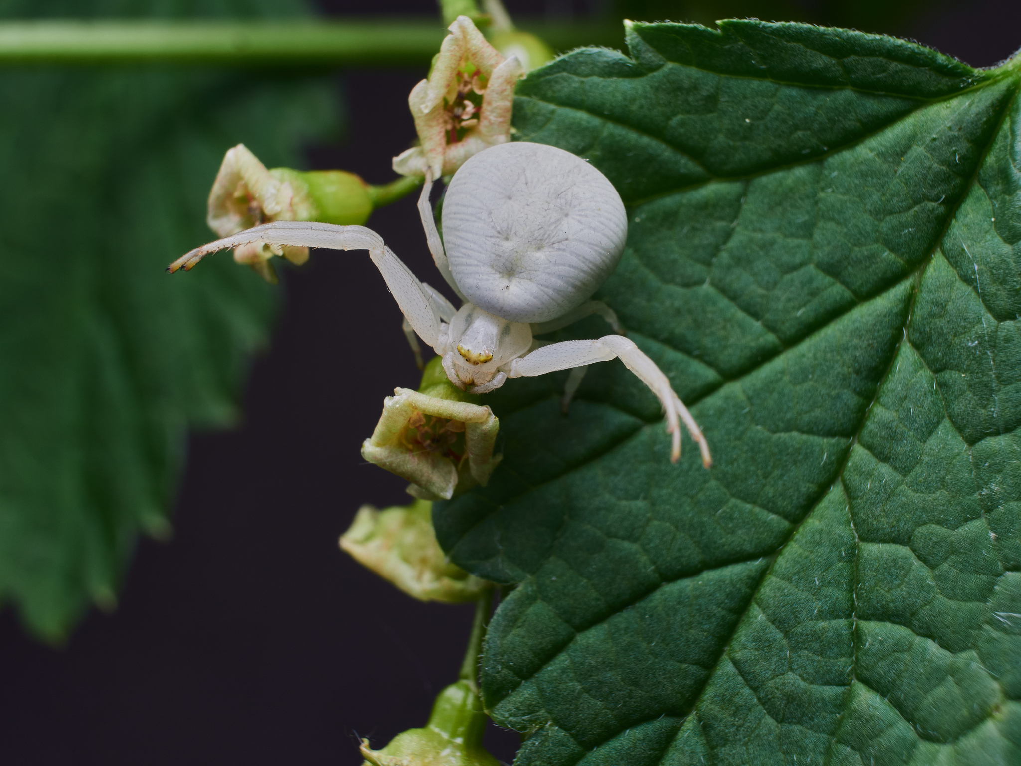 cute white spider - My, Olympus, Sigma, Russia, Macro photography, Spider, Insects, Longpost