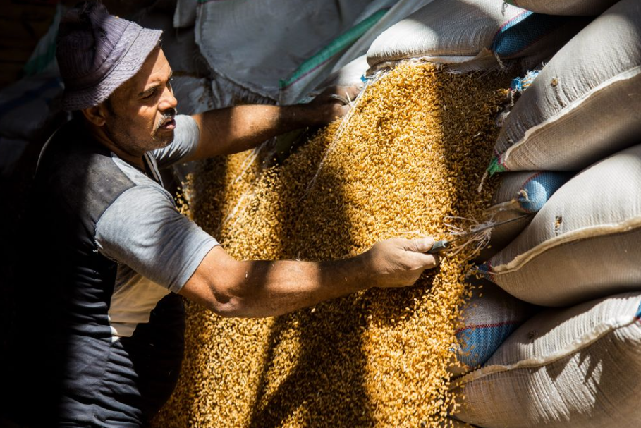 Bloomberg: Egypt canceled contracts for the supply of 240,000 tons of Ukrainian wheat - Politics, Business, Russia, Egypt, Wheat, Trade, Translated by myself