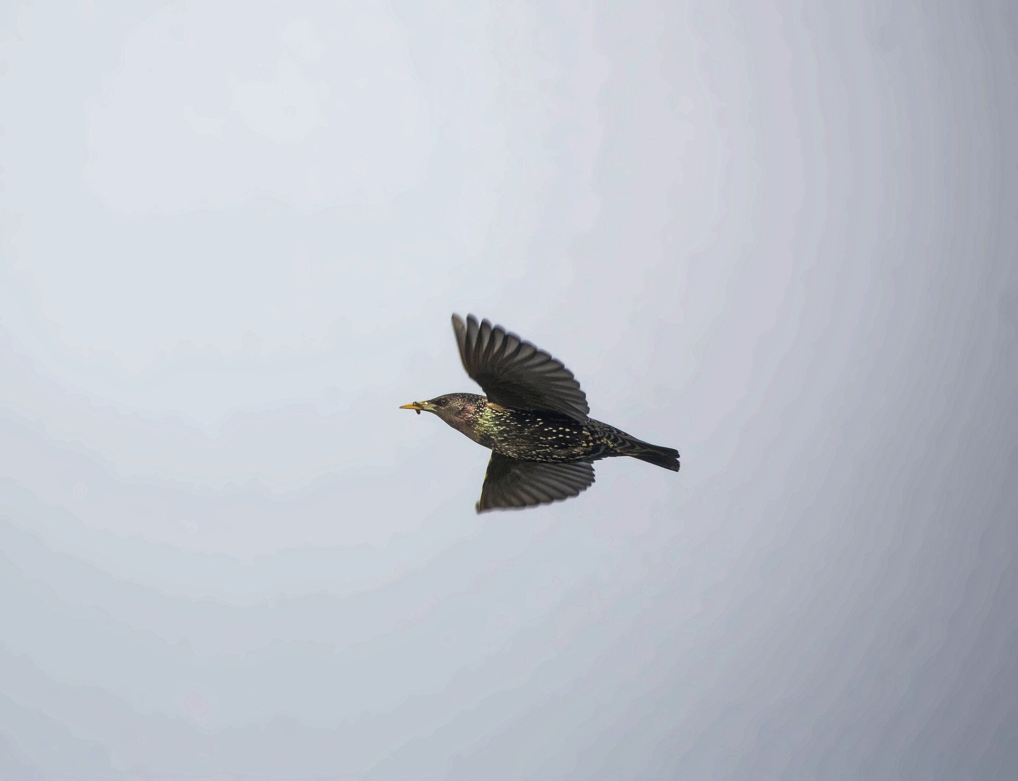 Assorted Murkotovski - My, Birds, Photo hunting, The nature of Russia, Nature, Ornithology, beauty of nature, Insects, Summer, The photo, Hobby, Lot, Longpost