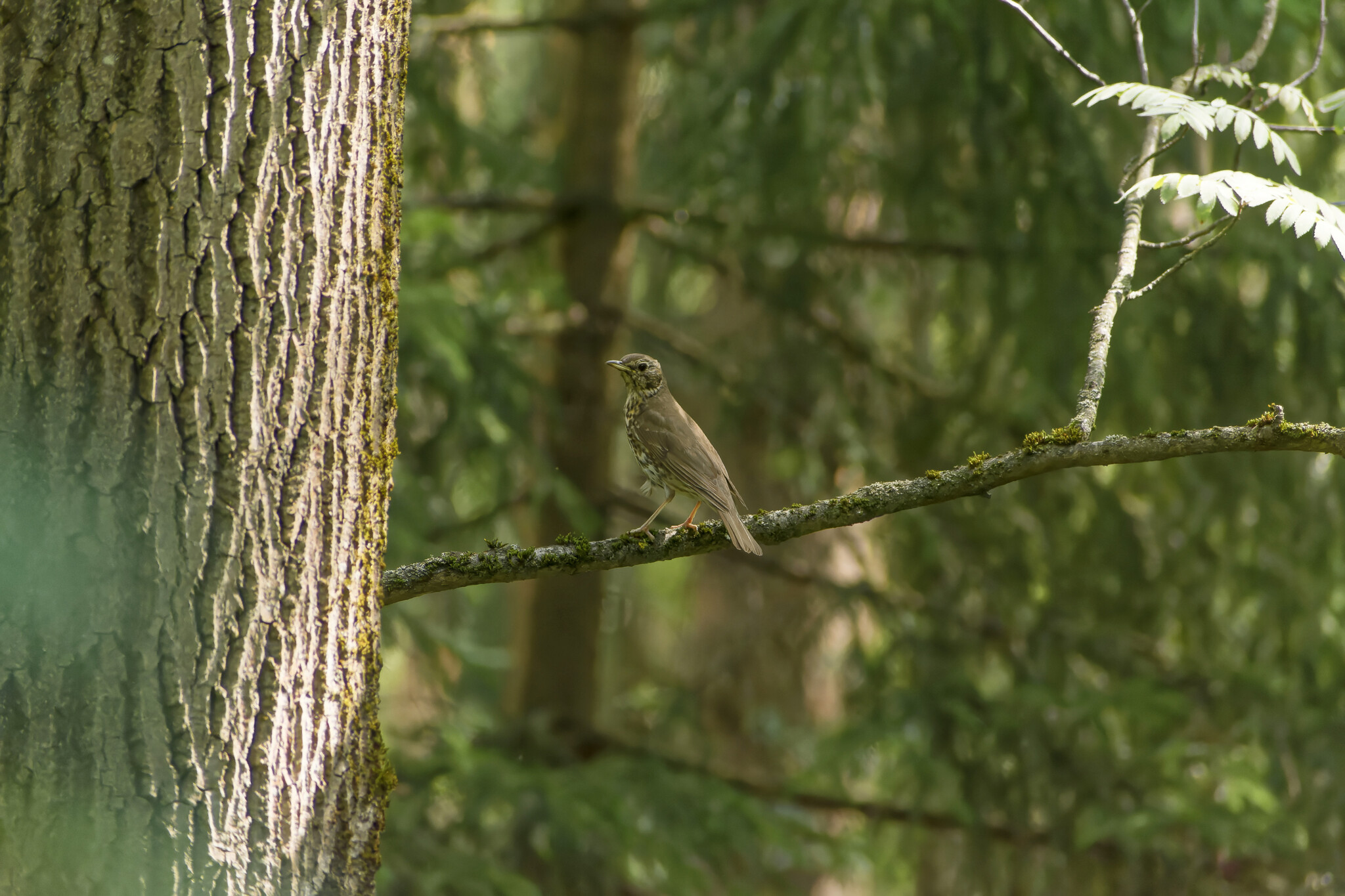 Assorted Murkotovski - My, Birds, Photo hunting, The nature of Russia, Nature, Ornithology, beauty of nature, Insects, Summer, The photo, Hobby, Lot, Longpost