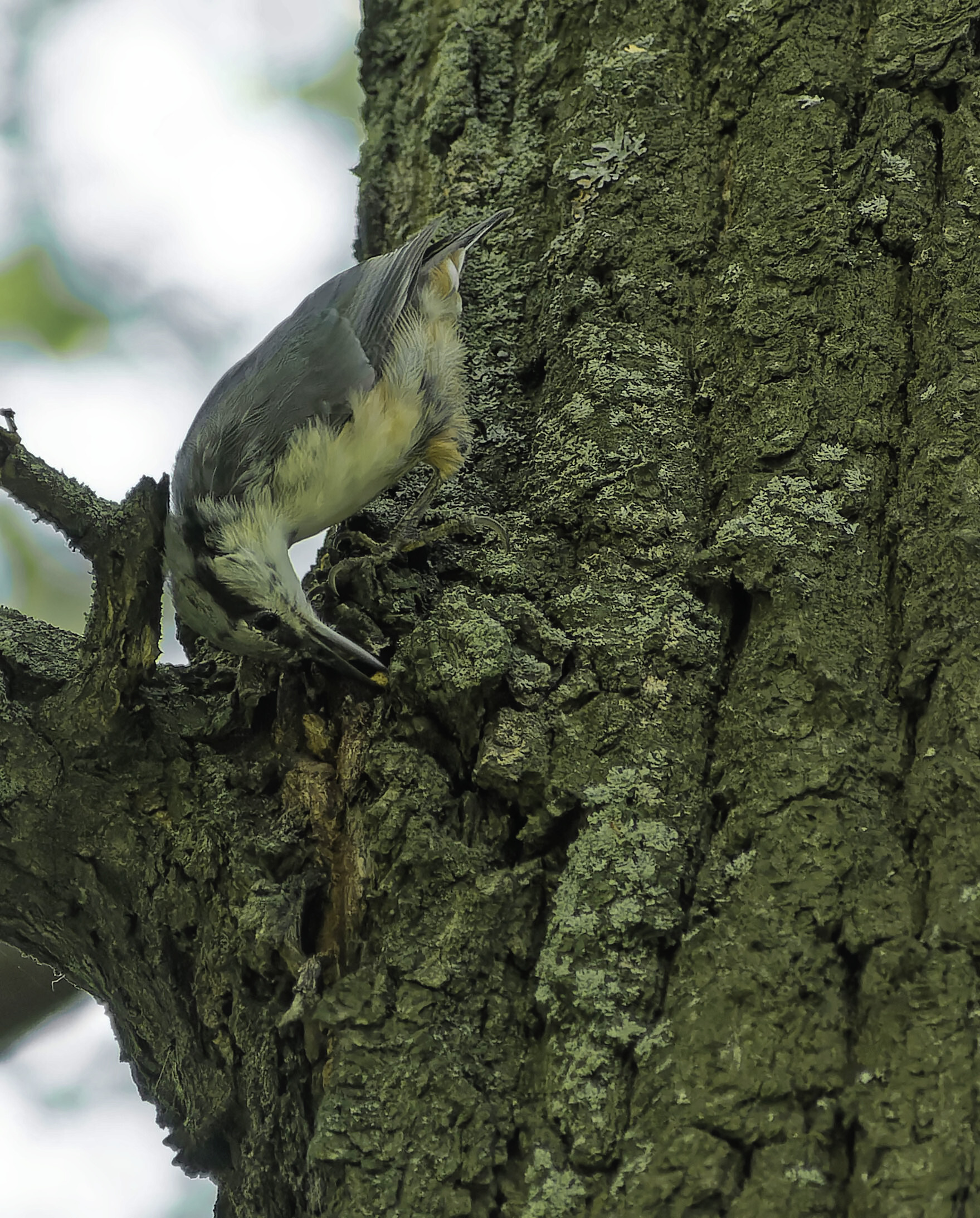 Assorted Murkotovski - My, Birds, Photo hunting, The nature of Russia, Nature, Ornithology, beauty of nature, Insects, Summer, The photo, Hobby, Lot, Longpost