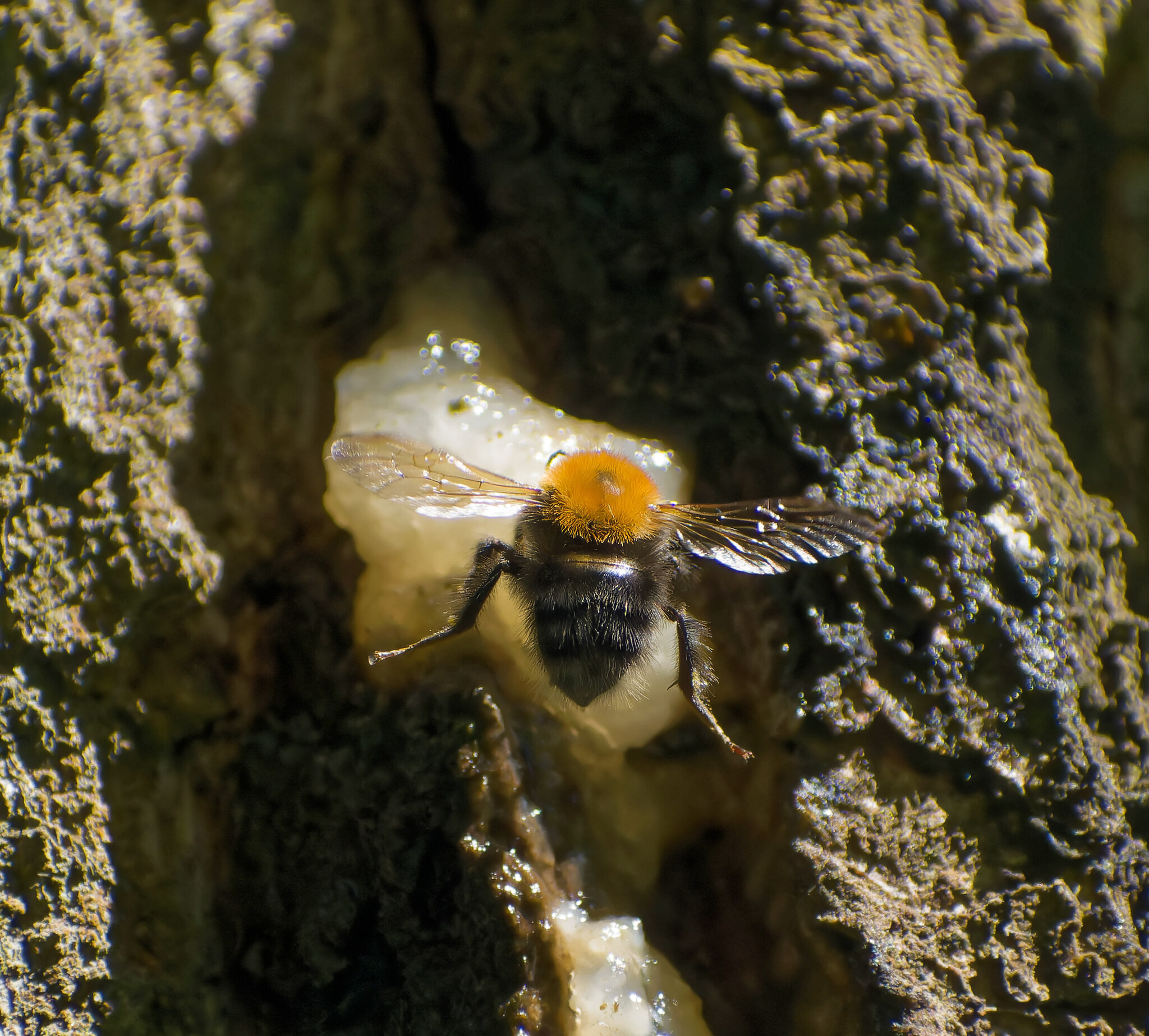 Assorted Murkotovski - My, Birds, Photo hunting, The nature of Russia, Nature, Ornithology, beauty of nature, Insects, Summer, The photo, Hobby, Lot, Longpost