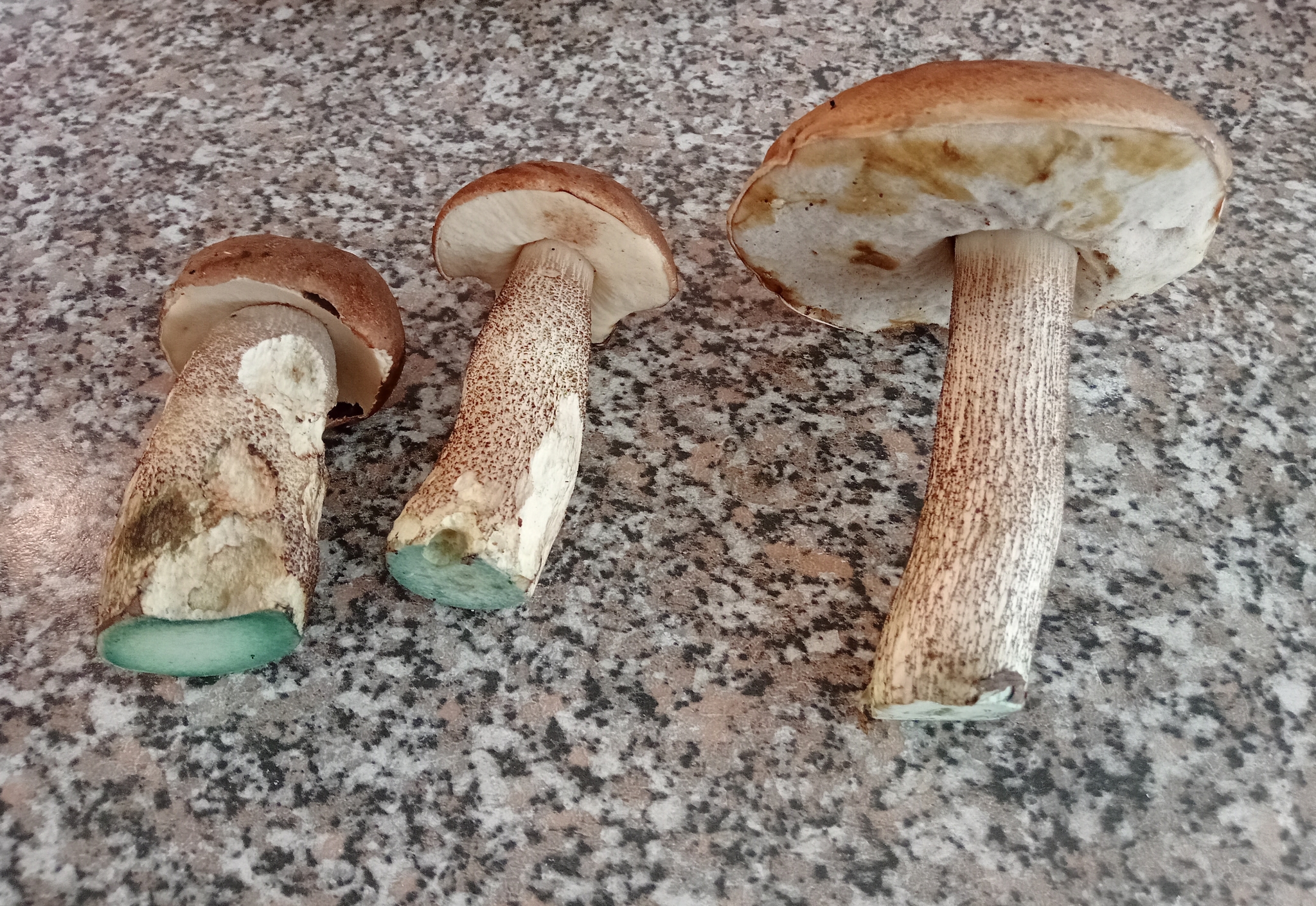 White or not white? - My, Mushrooms, Porcini, Longpost