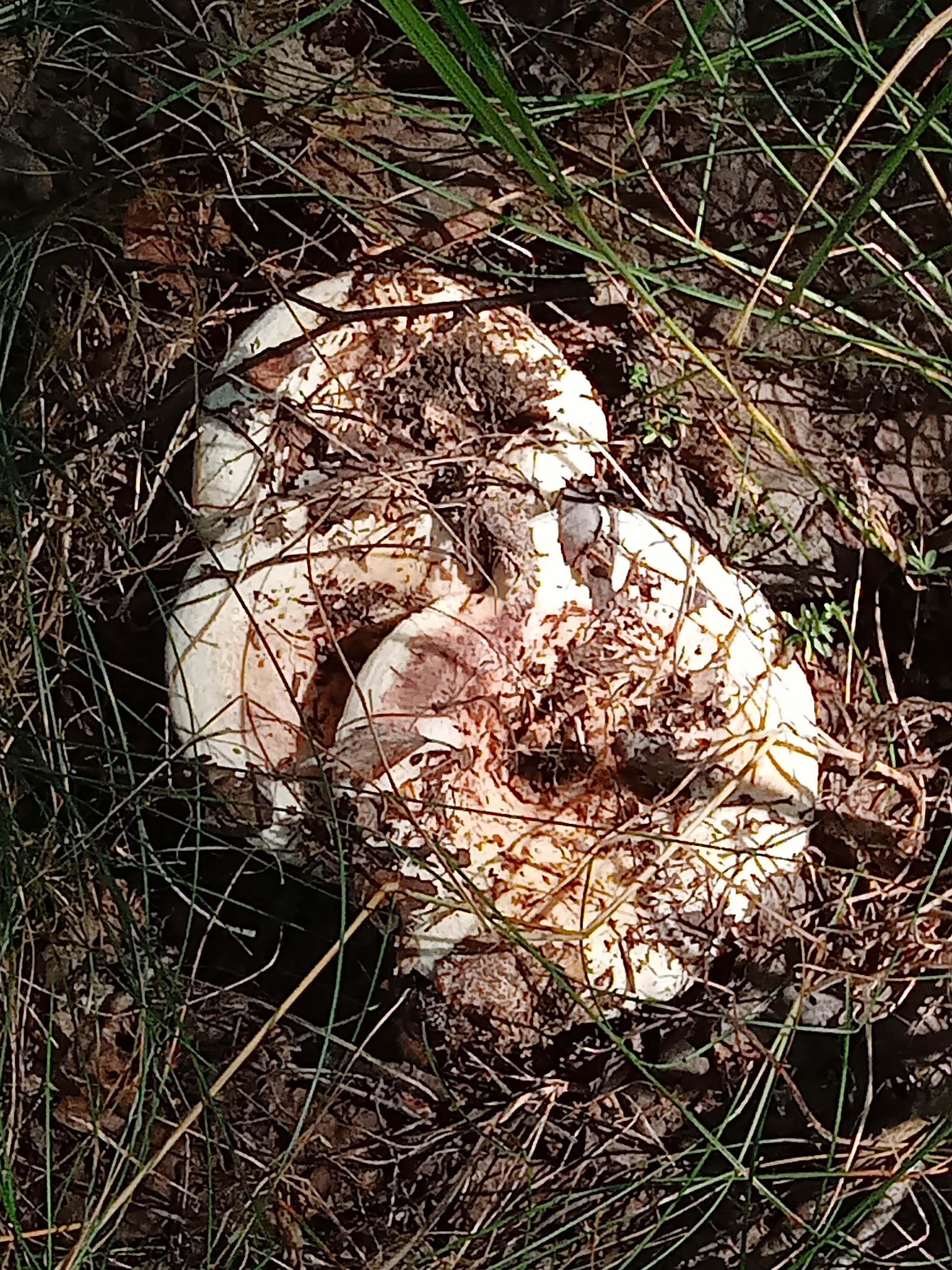 White or not white? - My, Mushrooms, Porcini, Longpost