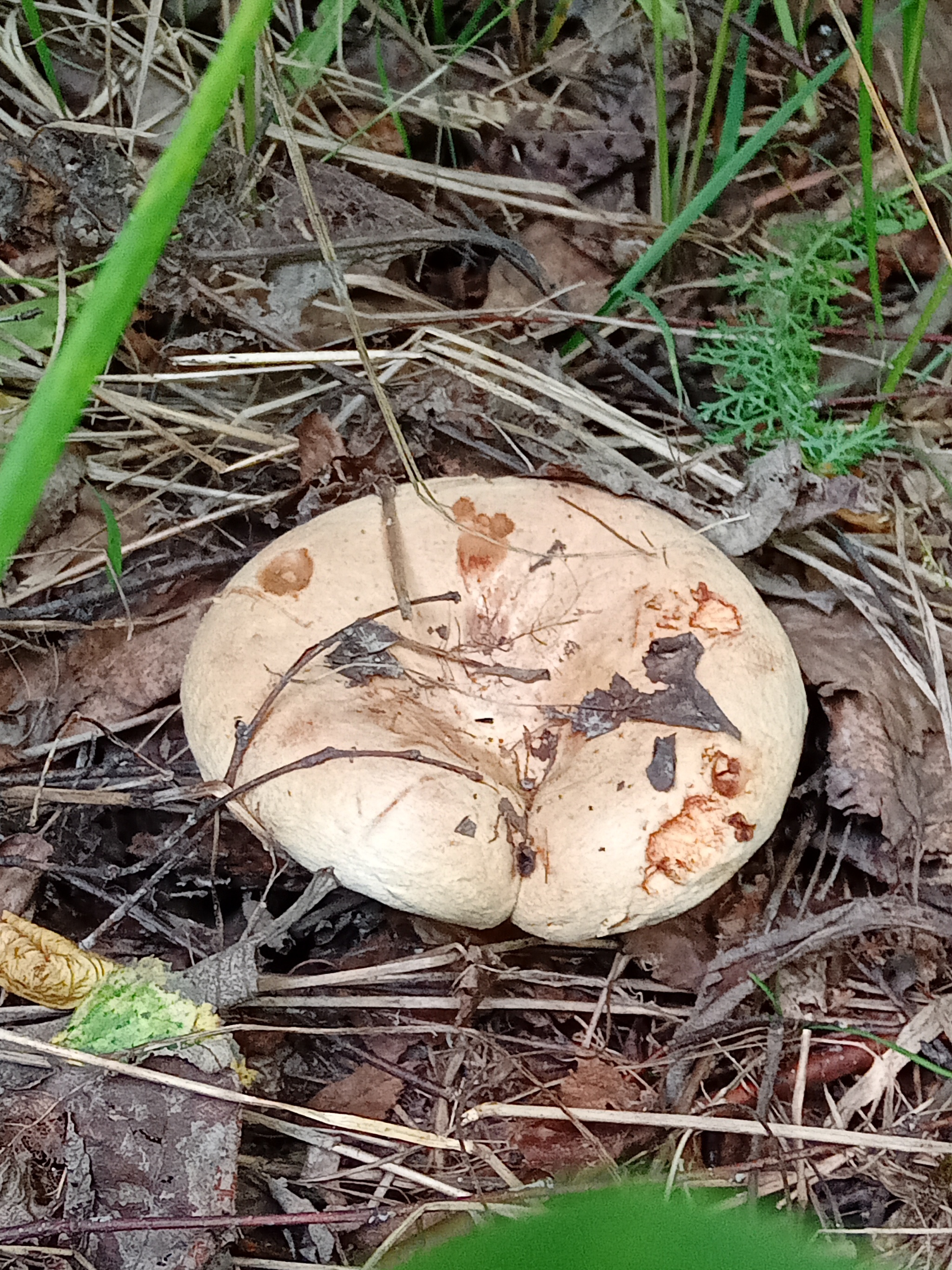 White or not white? - My, Mushrooms, Porcini, Longpost