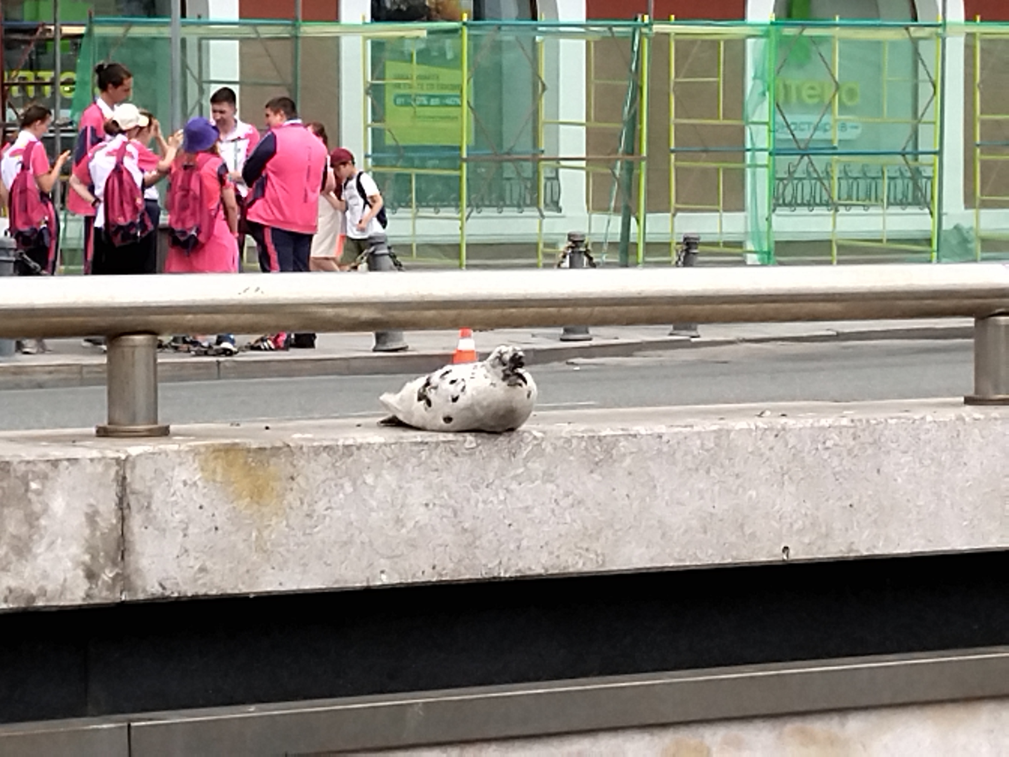 How doves communicate wisdom to each other - My, Pigeon, The photo, Longpost