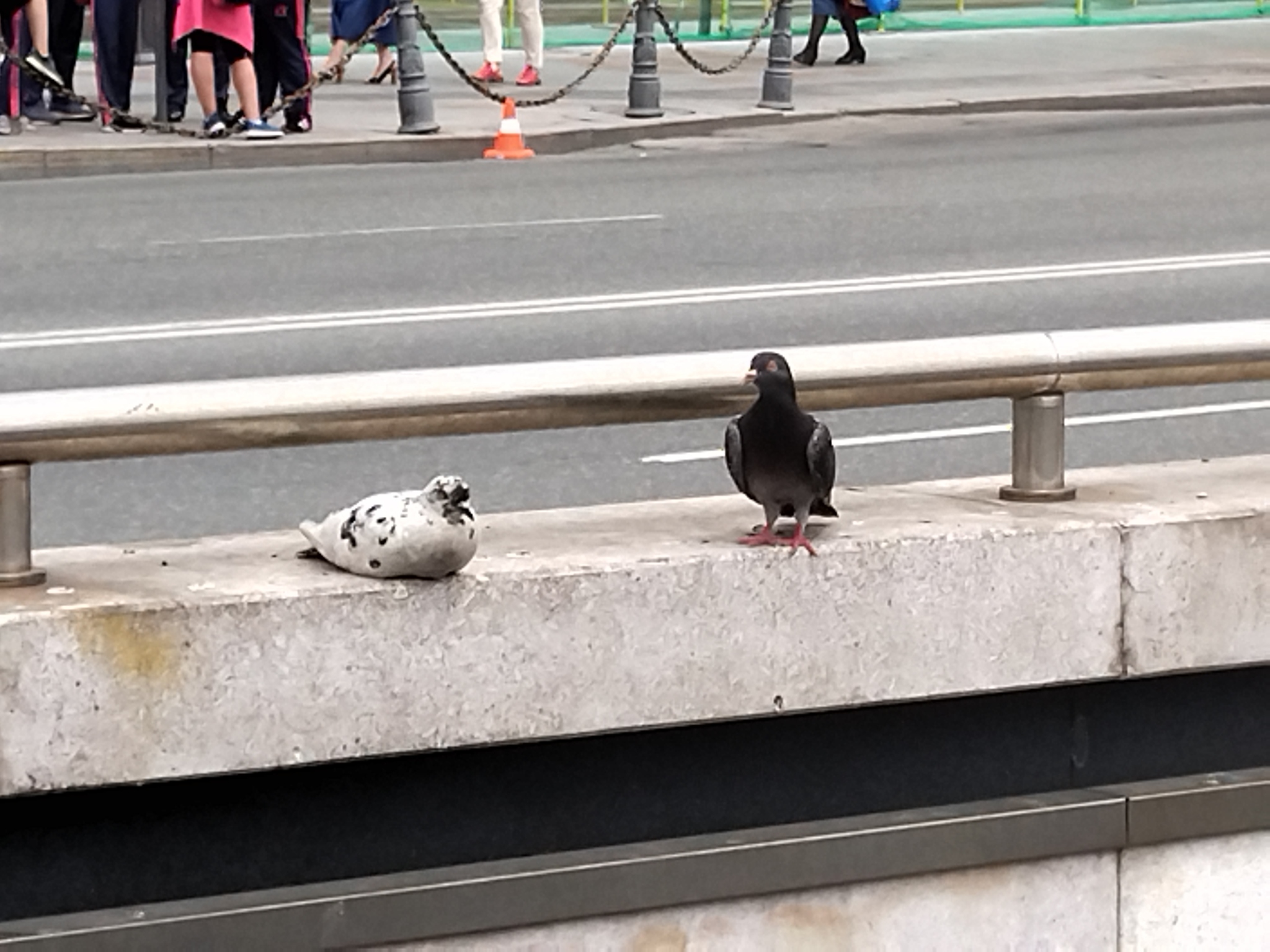 How doves communicate wisdom to each other - My, Pigeon, The photo, Longpost