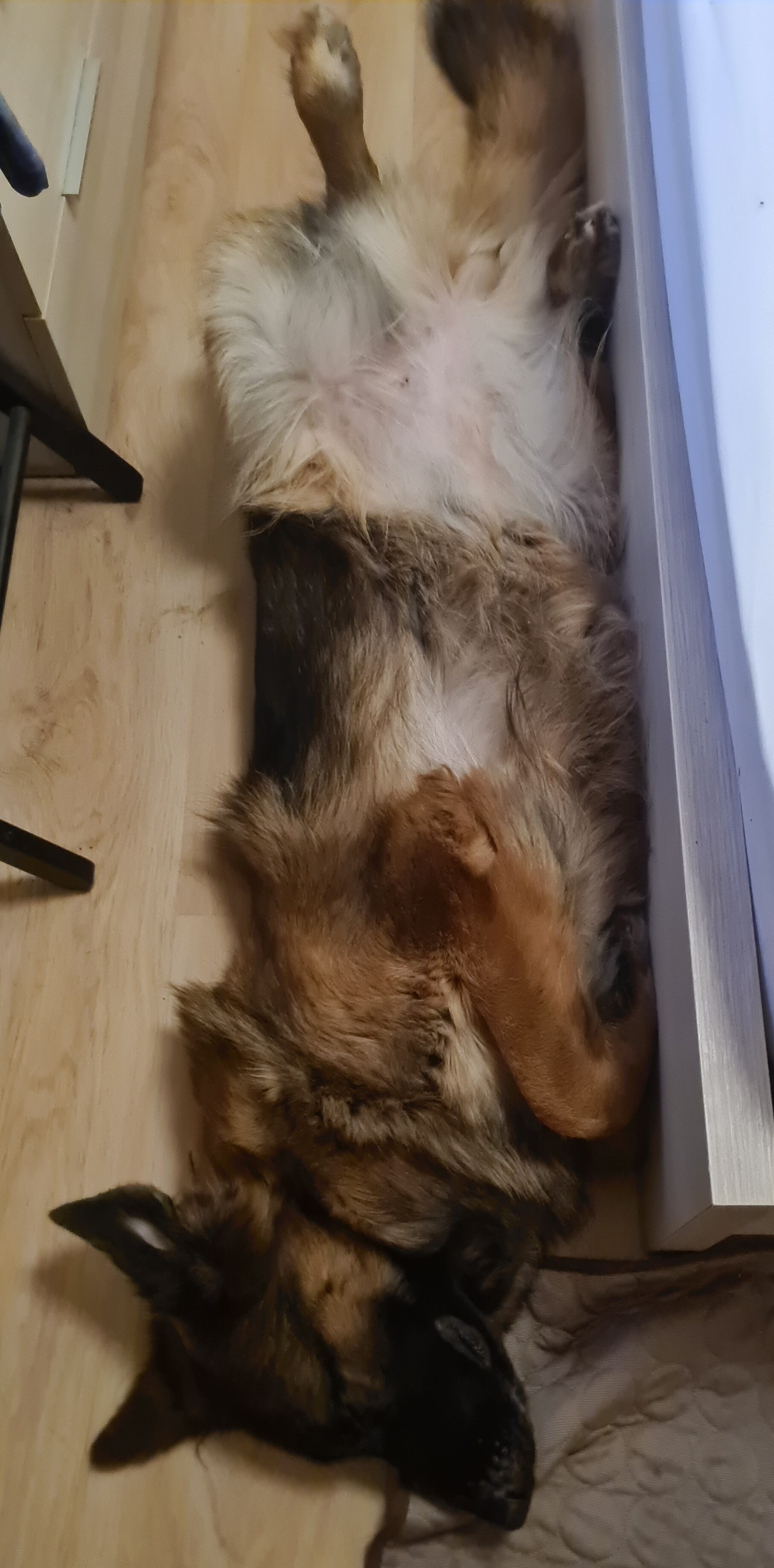 How do sheepdogs sleep - My, Dog, German Shepherd, Dream, Milota, Puppies, Longpost