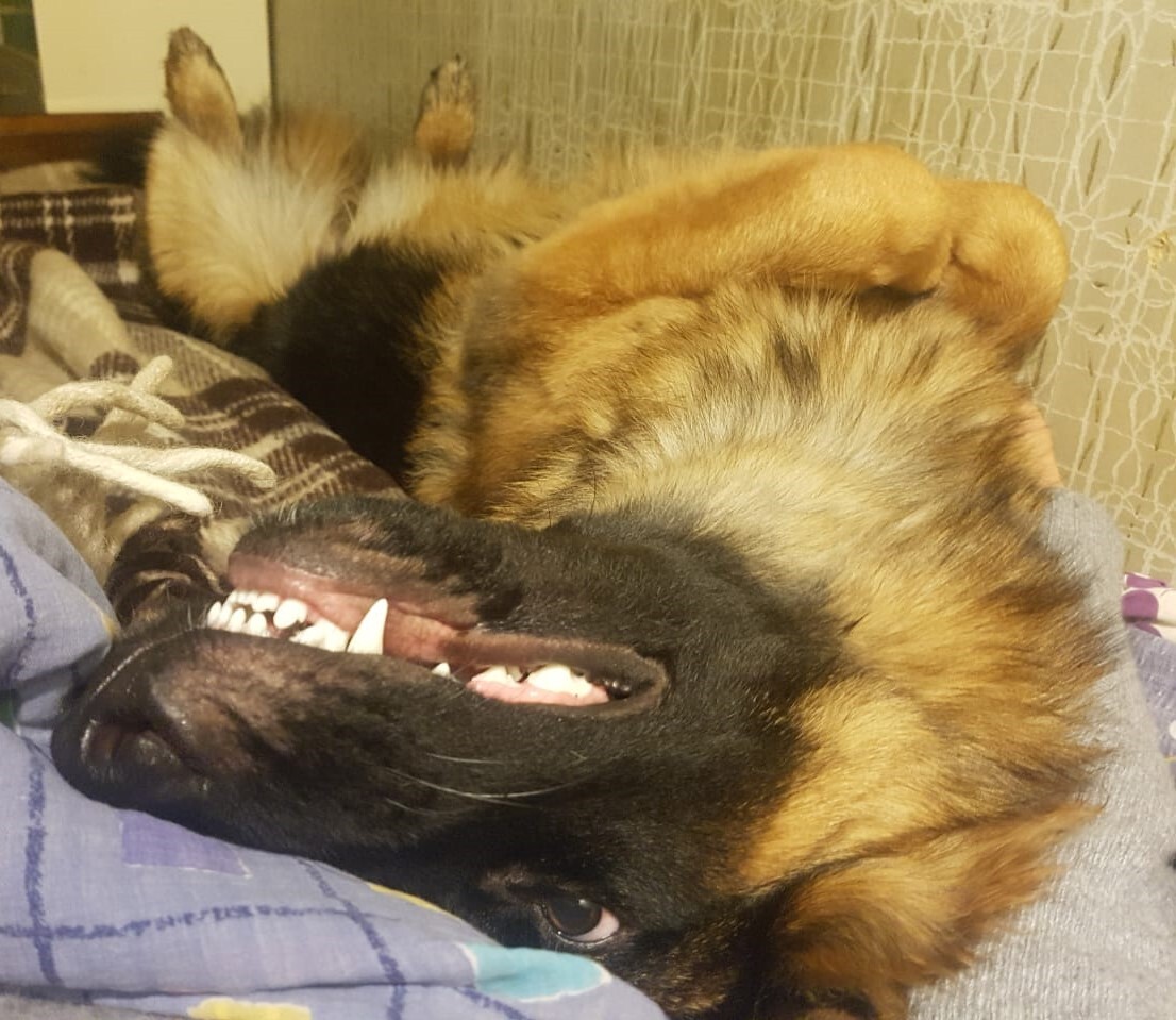 How do sheepdogs sleep - My, Dog, German Shepherd, Dream, Milota, Puppies, Longpost