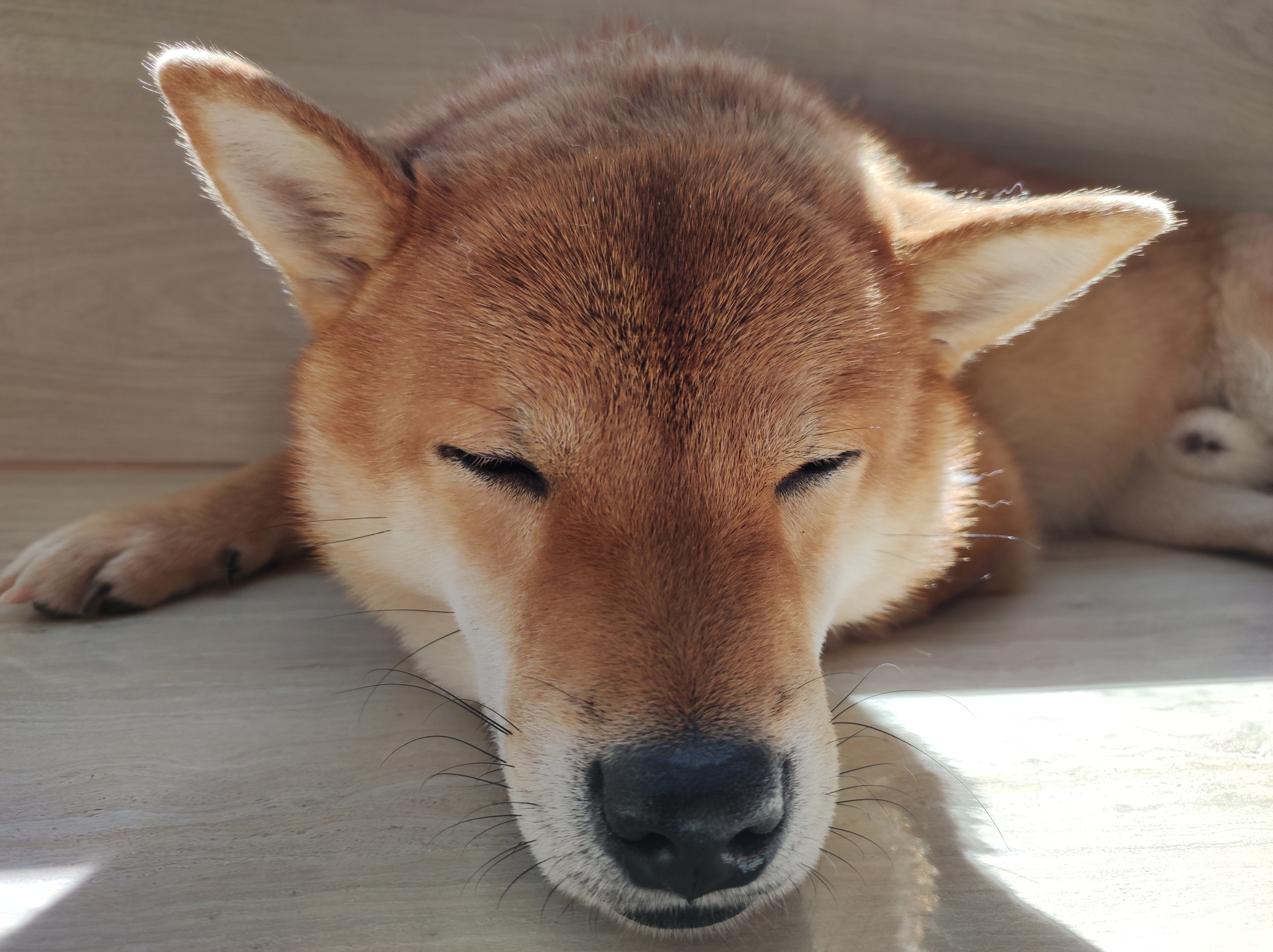 Reply to the post How Shepherd Dogs Sleep - My, Dog, Dream, Milota, Puppies, Shiba Inu, Reply to post, Longpost