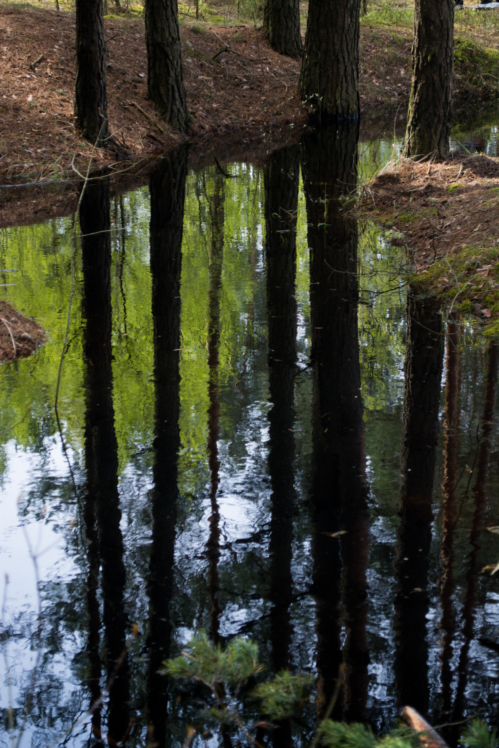 Vileyka - My, Nikon, Sky, Landscape, Nature, Republic of Belarus, Vileyka, Tree, Water, Evening, Sunset, Forest, Longpost