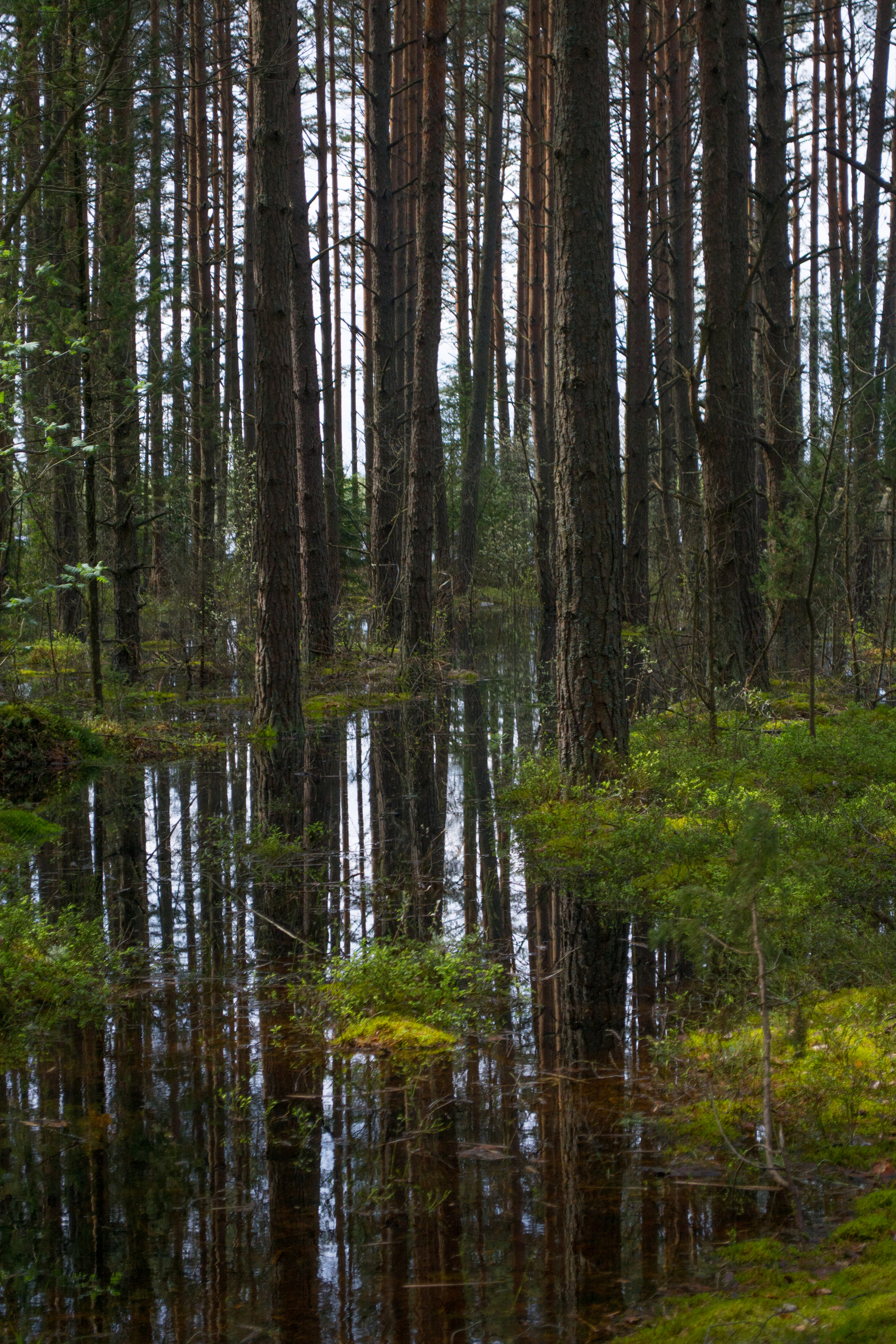 Vileyka - My, Nikon, Sky, Landscape, Nature, Republic of Belarus, Vileyka, Tree, Water, Evening, Sunset, Forest, Longpost