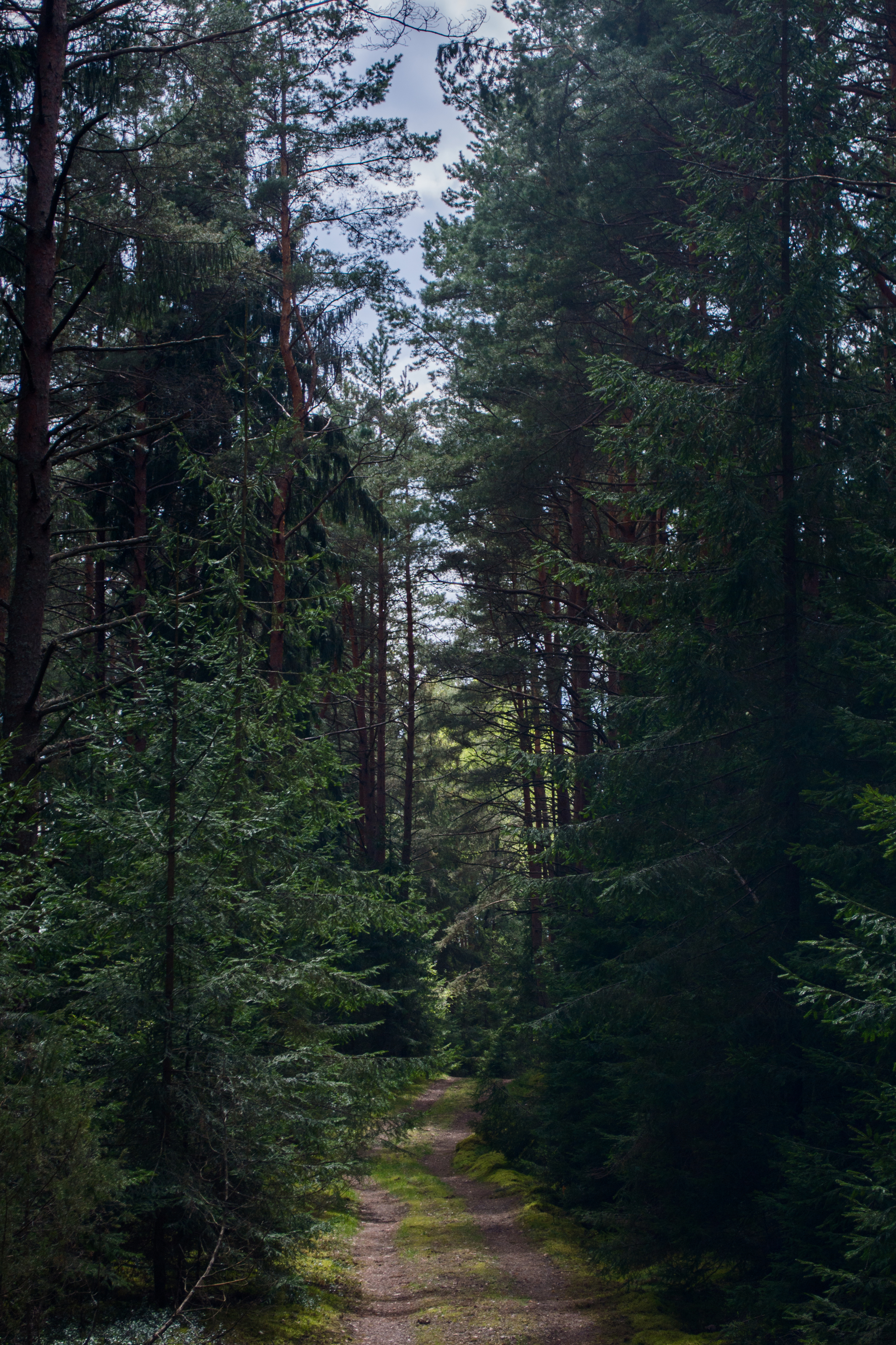 Vileyka - My, Nikon, Sky, Landscape, Nature, Republic of Belarus, Vileyka, Tree, Water, Evening, Sunset, Forest, Longpost