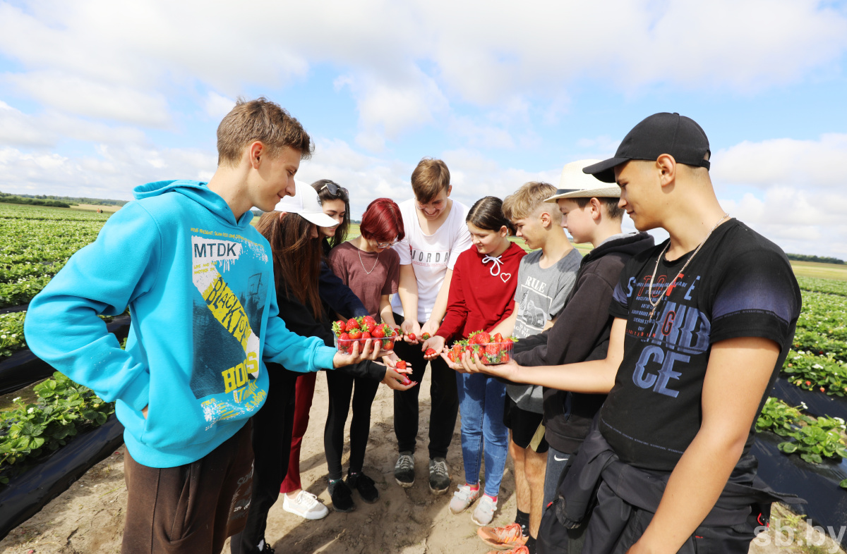 Photo report. The student agricultural brigade works in the Shchuchinsky district, and not in some kind of Poland - Republic of Belarus, Students, Brsm, Сельское хозяйство, Student squad, Strawberry (plant), Longpost