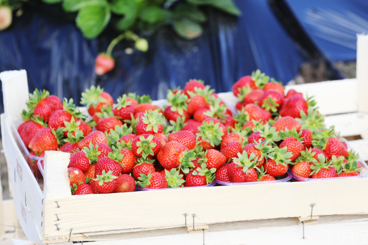 Photo report. The student agricultural brigade works in the Shchuchinsky district, and not in some kind of Poland - Republic of Belarus, Students, Brsm, Сельское хозяйство, Student squad, Strawberry (plant), Longpost