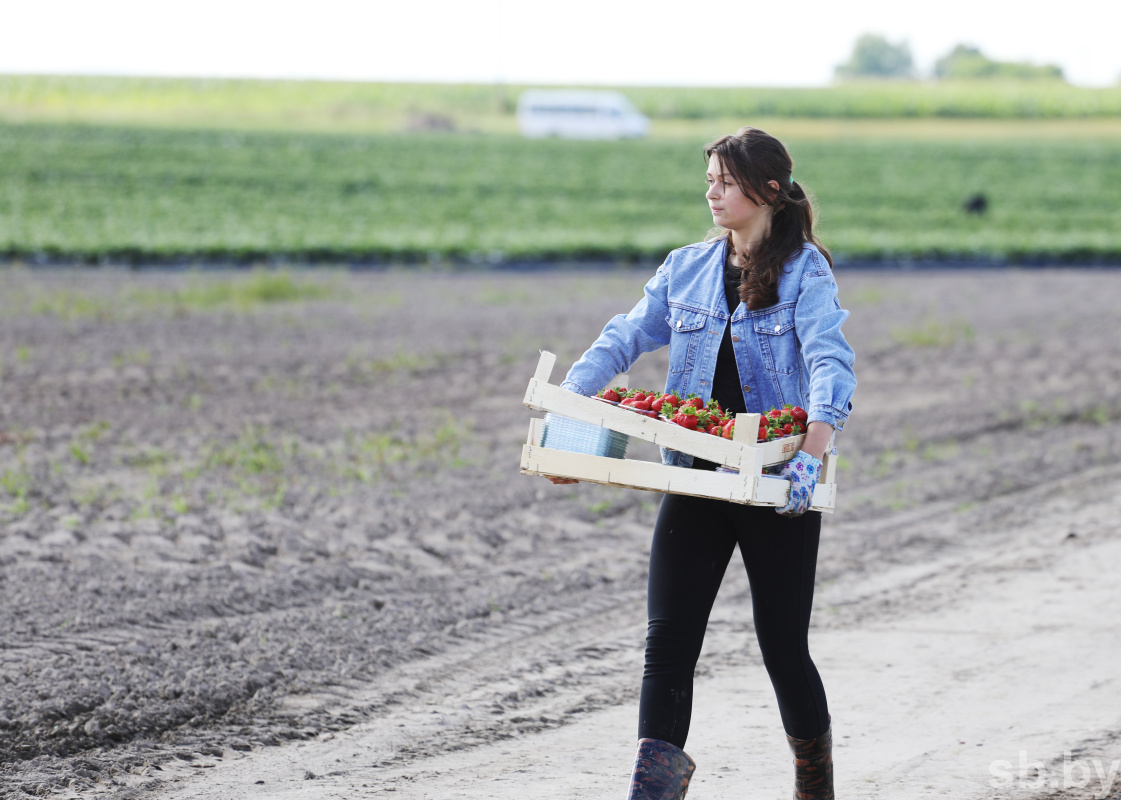 Photo report. The student agricultural brigade works in the Shchuchinsky district, and not in some kind of Poland - Republic of Belarus, Students, Brsm, Сельское хозяйство, Student squad, Strawberry (plant), Longpost