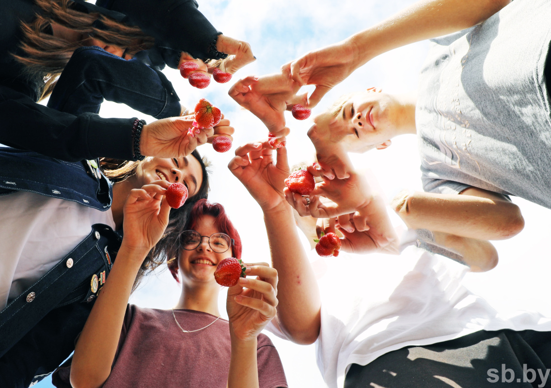 Photo report. The student agricultural brigade works in the Shchuchinsky district, and not in some kind of Poland - Republic of Belarus, Students, Brsm, Сельское хозяйство, Student squad, Strawberry (plant), Longpost