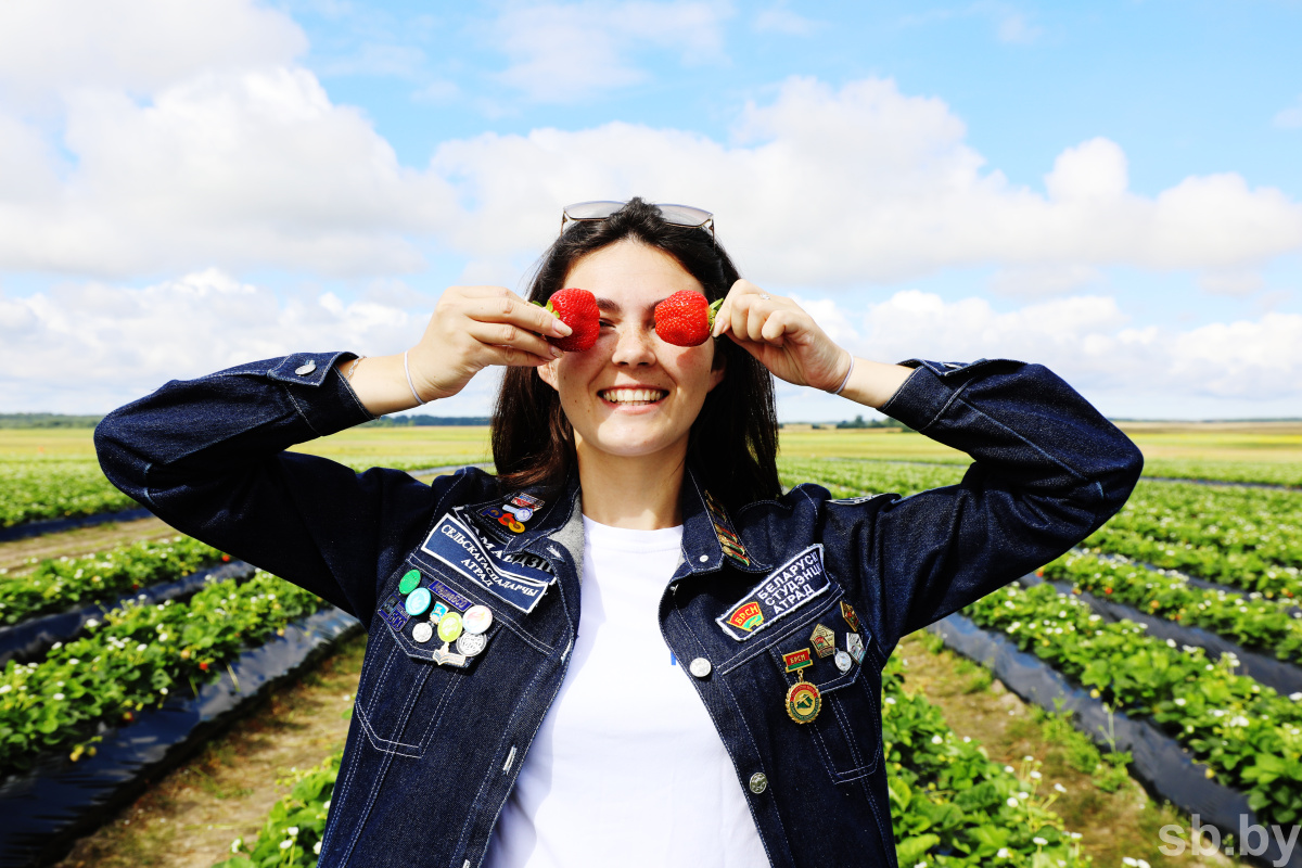 Photo report. The student agricultural brigade works in the Shchuchinsky district, and not in some kind of Poland - Republic of Belarus, Students, Brsm, Сельское хозяйство, Student squad, Strawberry (plant), Longpost