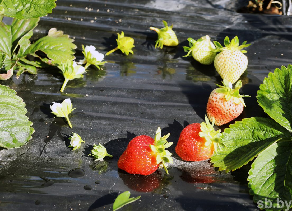 Photo report. The student agricultural brigade works in the Shchuchinsky district, and not in some kind of Poland - Republic of Belarus, Students, Brsm, Сельское хозяйство, Student squad, Strawberry (plant), Longpost