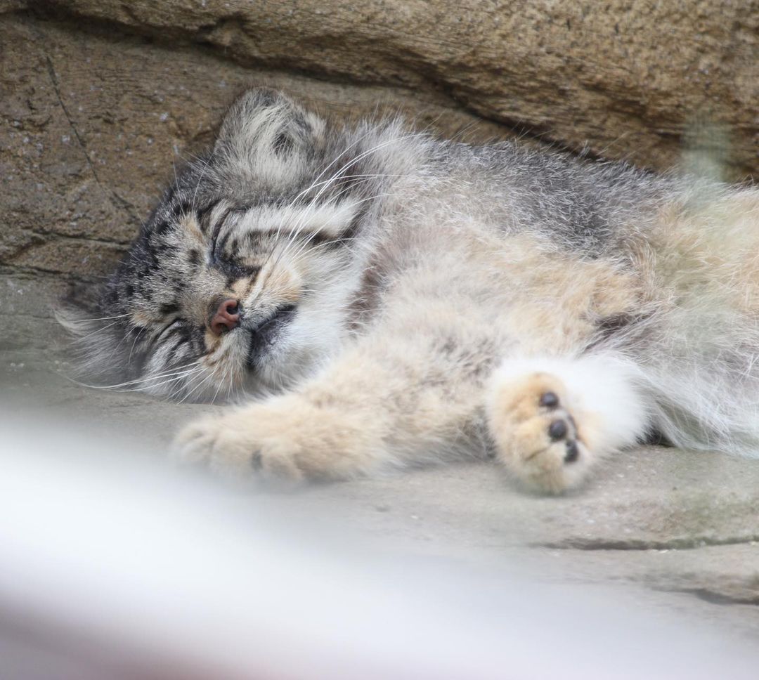 You do what you want, I sleep - Small cats, Cat family, Pet the cat, Pallas' cat