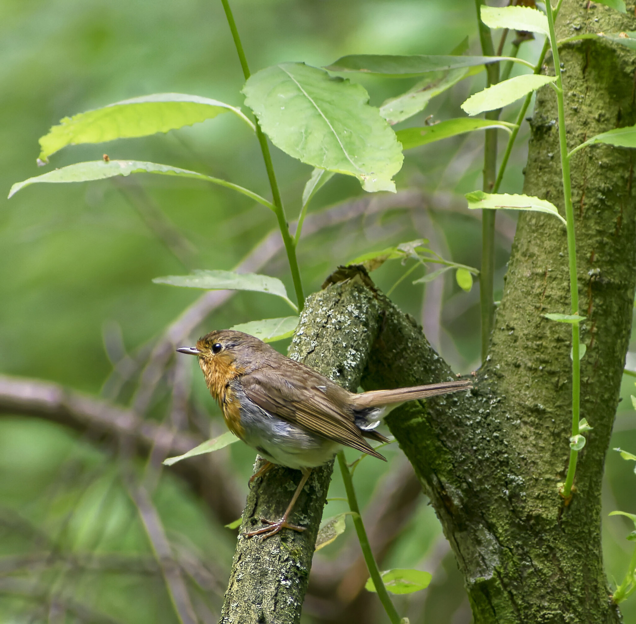 Assorted Murkotovski - My, Birds, Photo hunting, The nature of Russia, Nature, Ornithology, beauty of nature, Insects, Summer, The photo, Hobby, Lot, Longpost