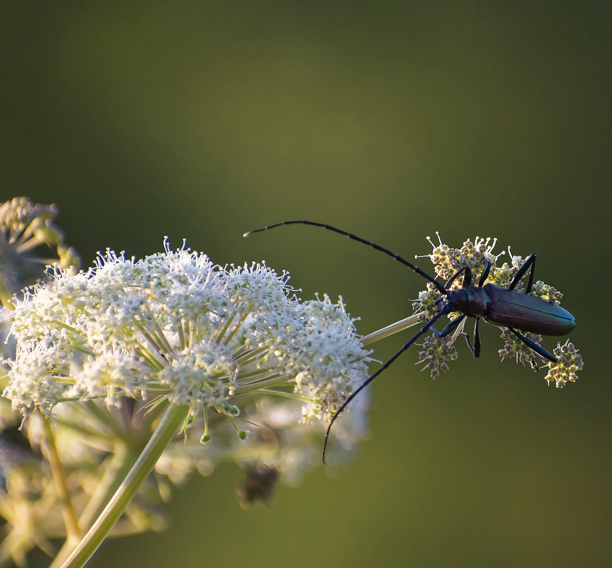 Assorted Murkotovski - My, Birds, Photo hunting, The nature of Russia, Nature, Ornithology, beauty of nature, Insects, Summer, The photo, Hobby, Lot, Longpost