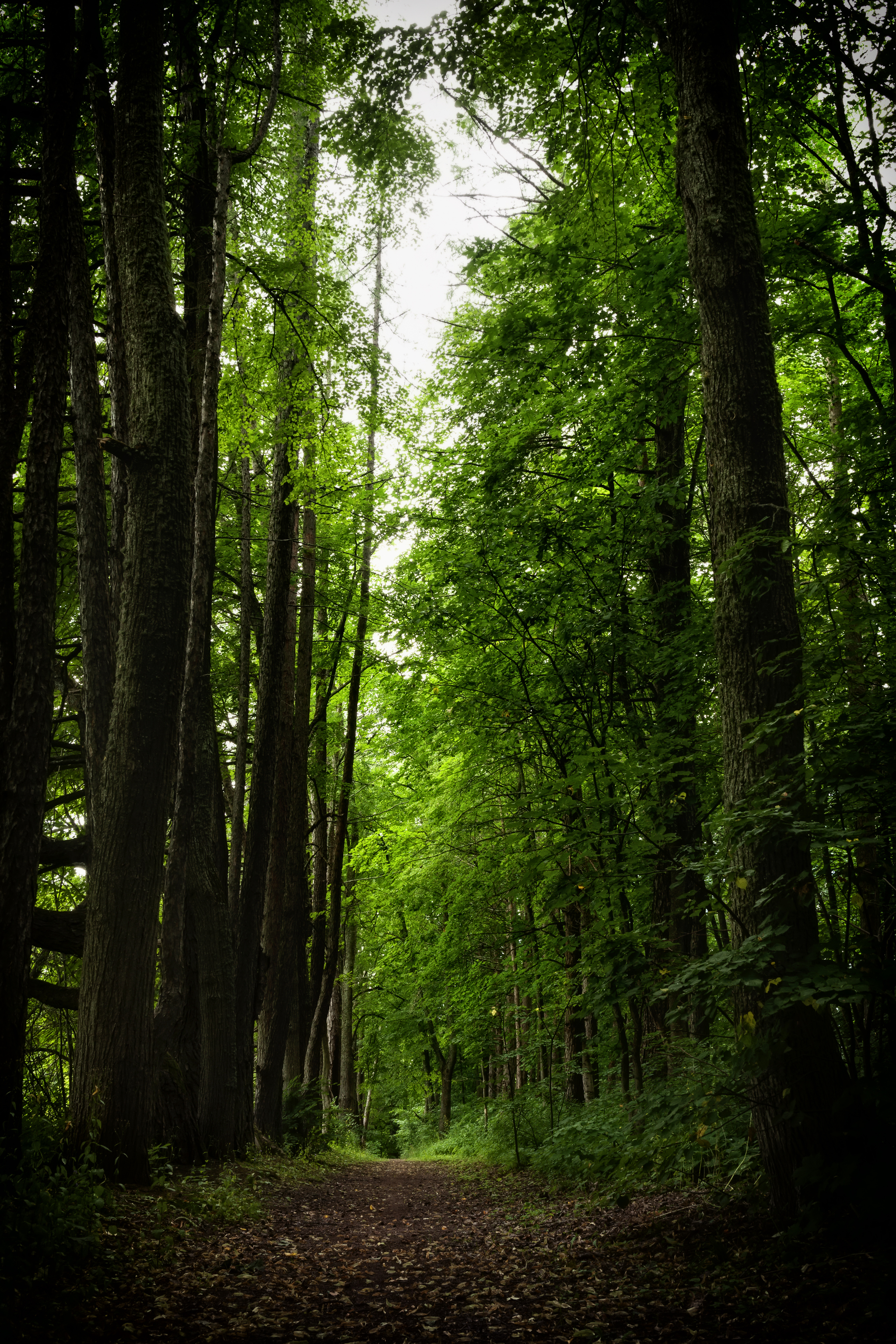 Park-estate of the village of Vybiti - My, Nature, The photo, The park, Walk, Summer