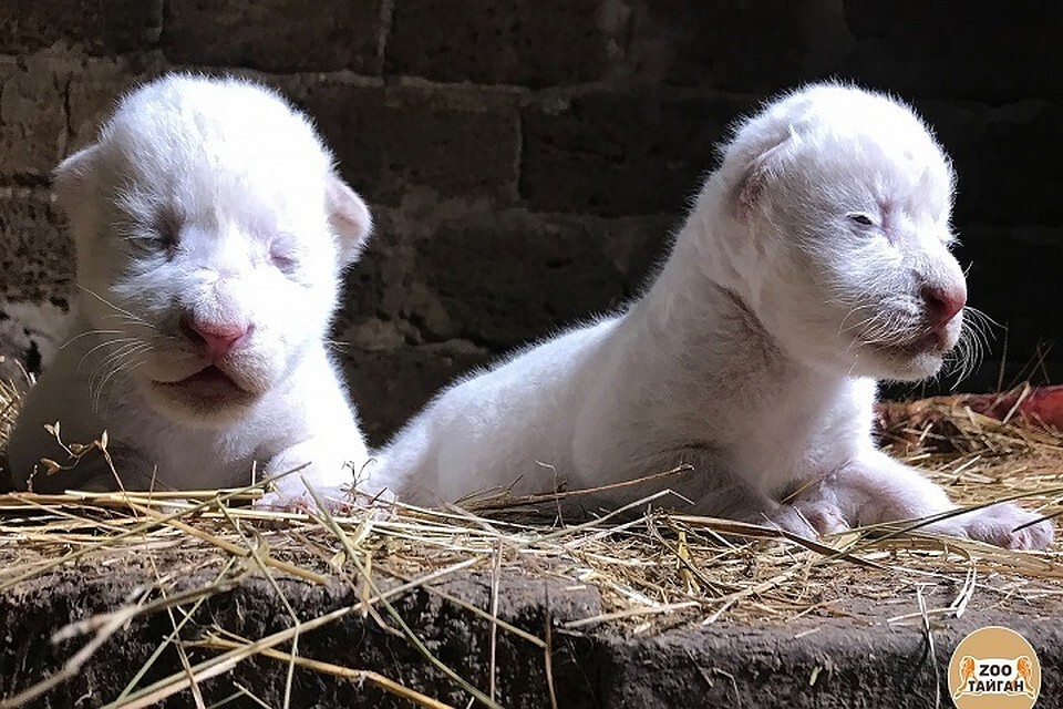 Idiots, let Zubkov go! - My, Taigan Lions Park, Lion cubs, Mat