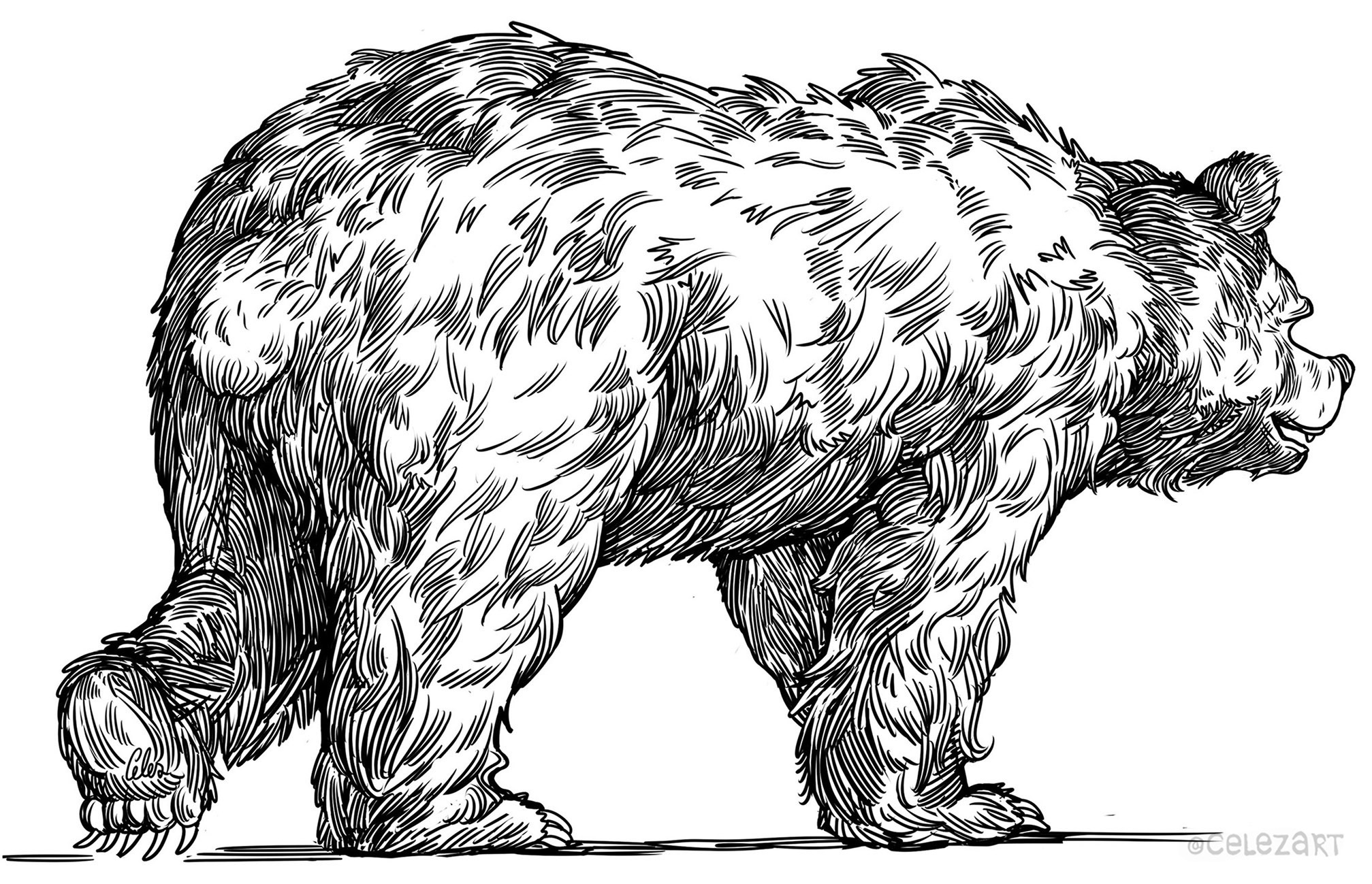 Медведь рисунок карандашом реалистичный