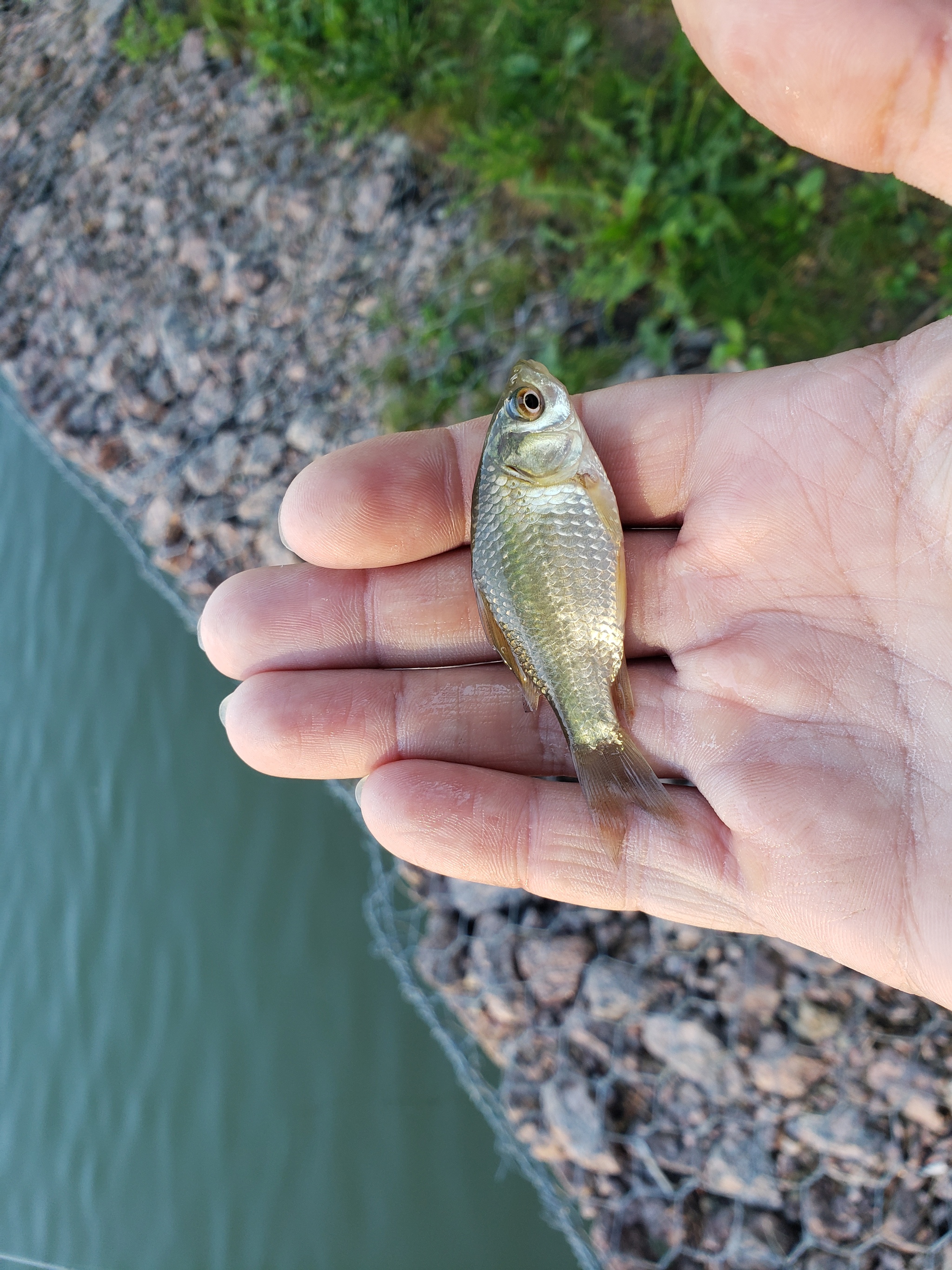 Morning mormyshing on the pond - My, Fishing, Spinning, Camping, Longpost