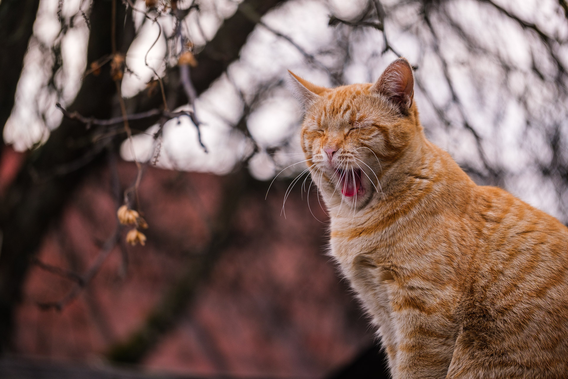 Nothing happened in this place today - My, cat, Yawn, Redheads, Boredom, Усы