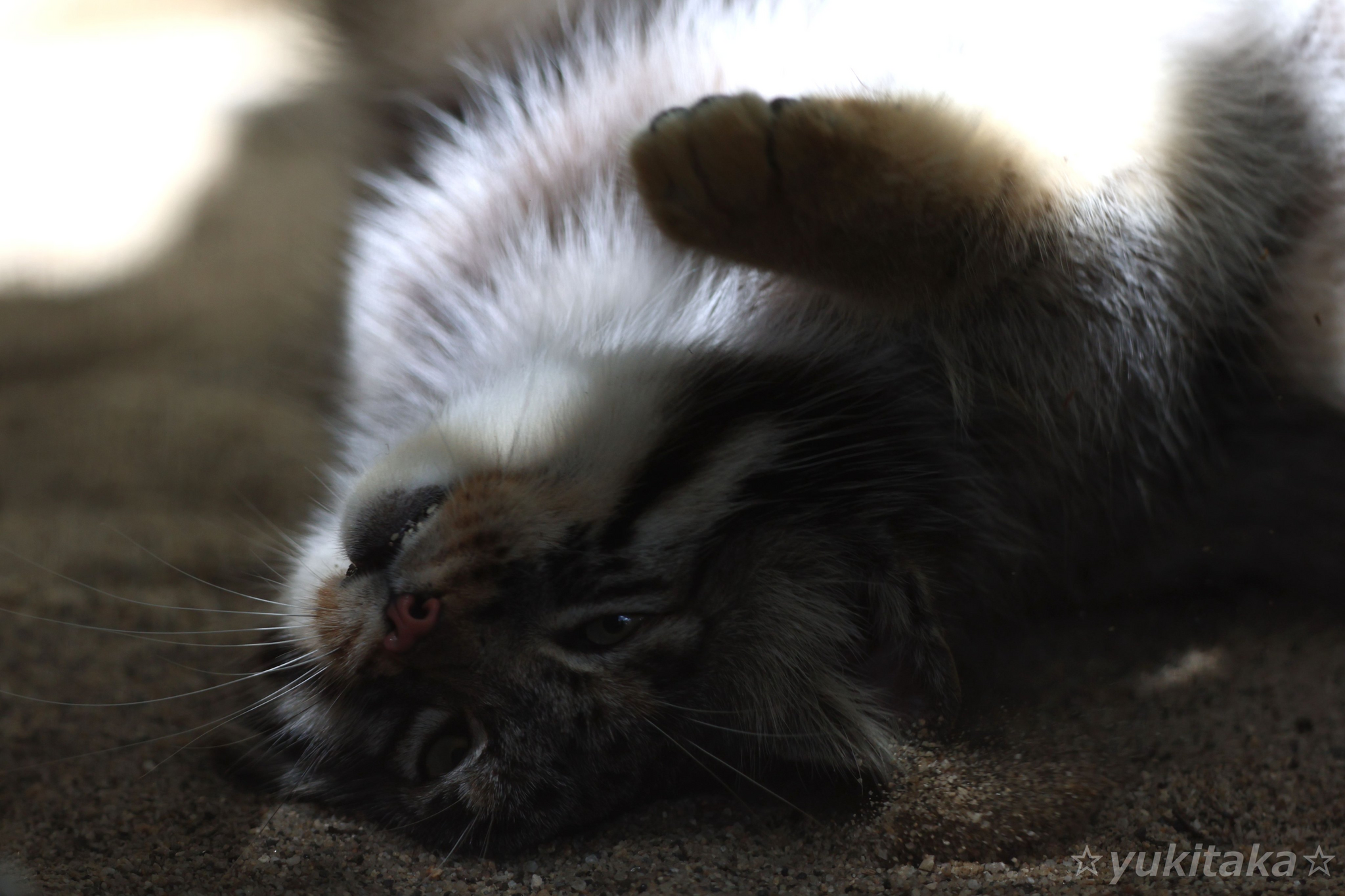 Manuly rolls - Pallas' cat, Pet the cat, Cat family, Small cats