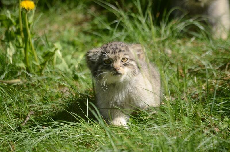 Summer - Pallas' cat, Small cats, Cat family, Pet the cat, Predatory animals, Wild animals, The photo