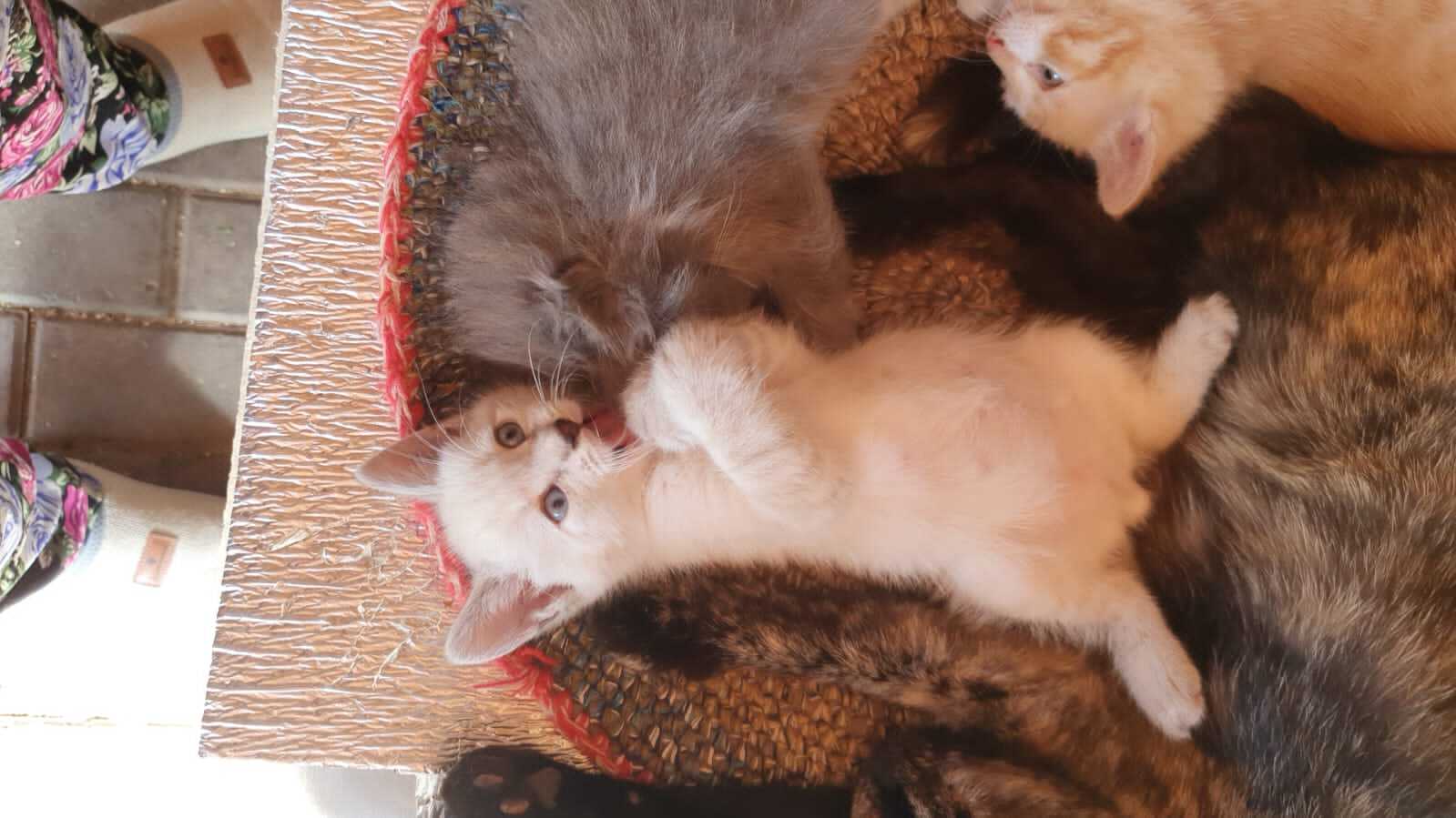 The guys are looking for a house Moscow and Moscow Region - My, cat, Kittens, In good hands, Homeless animals, Helping animals, Longpost, No rating