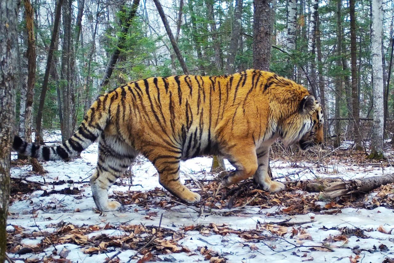 Posh! - Amur tiger, Giant, National park, Land of the Leopard, Primorsky Krai, Tiger, Big cats, Cat family, Predatory animals, Wild animals, The photo, wildlife, beauty of nature, Phototrap, Longpost